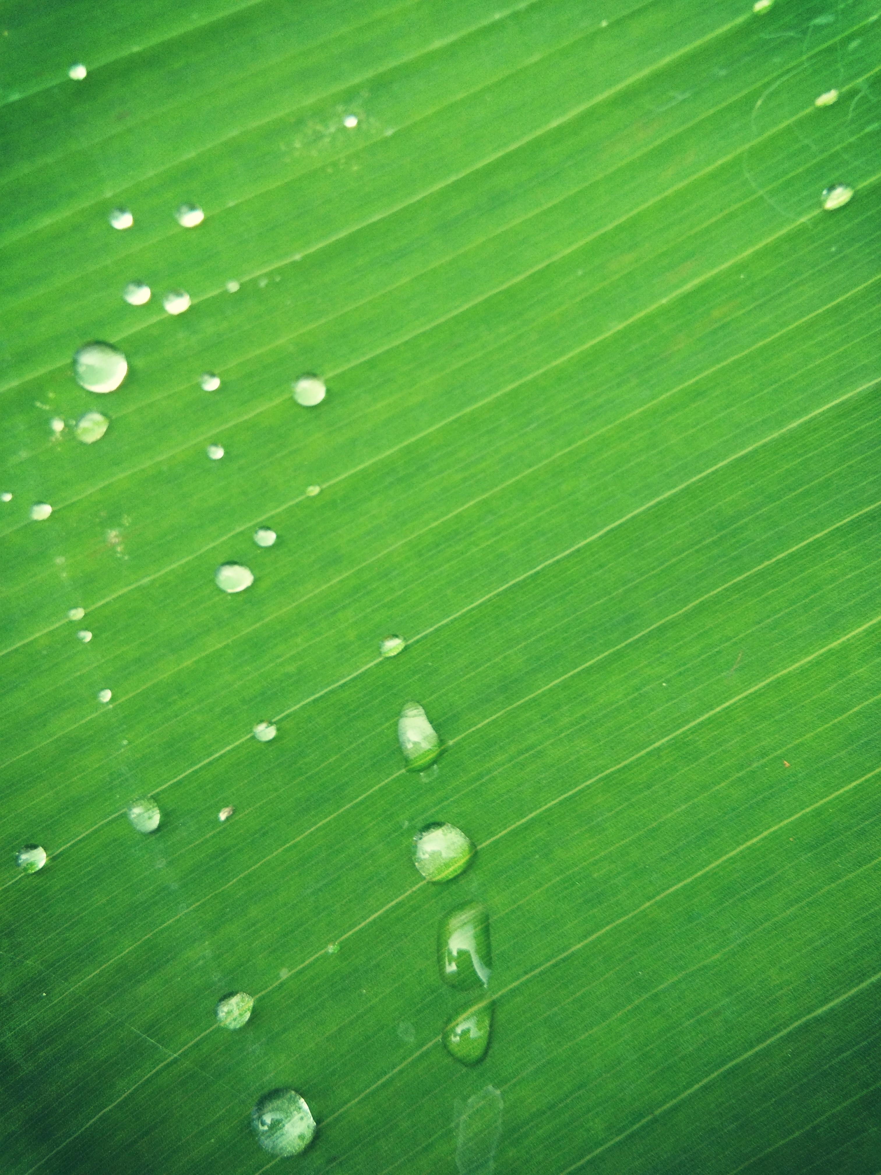 Homemade Window Wallpaper From Banana Leaves By Using - Ensete , HD Wallpaper & Backgrounds
