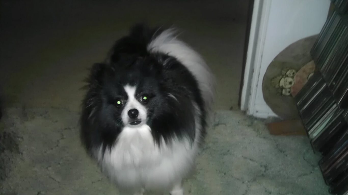 Dog Pepe Beauty Pomeranian White Lepu Black Grown Up - Companion Dog , HD Wallpaper & Backgrounds