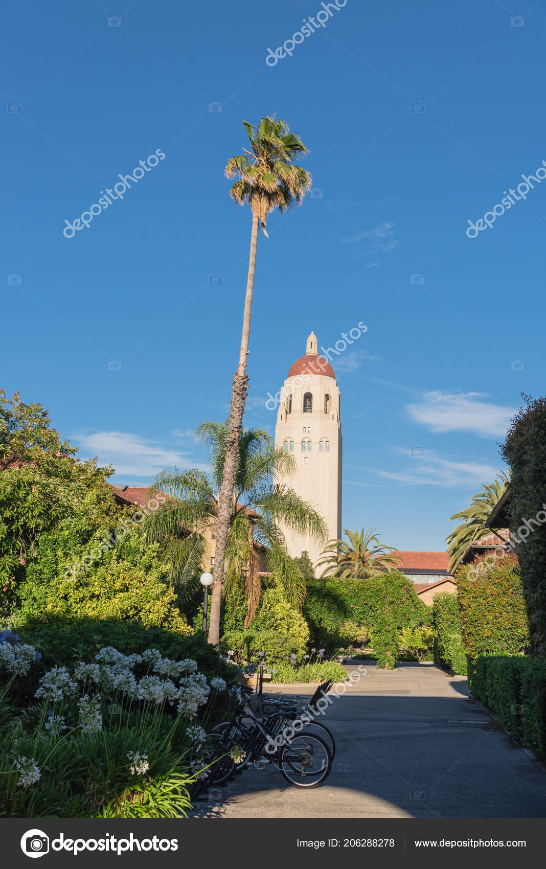 Awesome Hoover Tower Stanford University Palo Alto - Tree , HD Wallpaper & Backgrounds