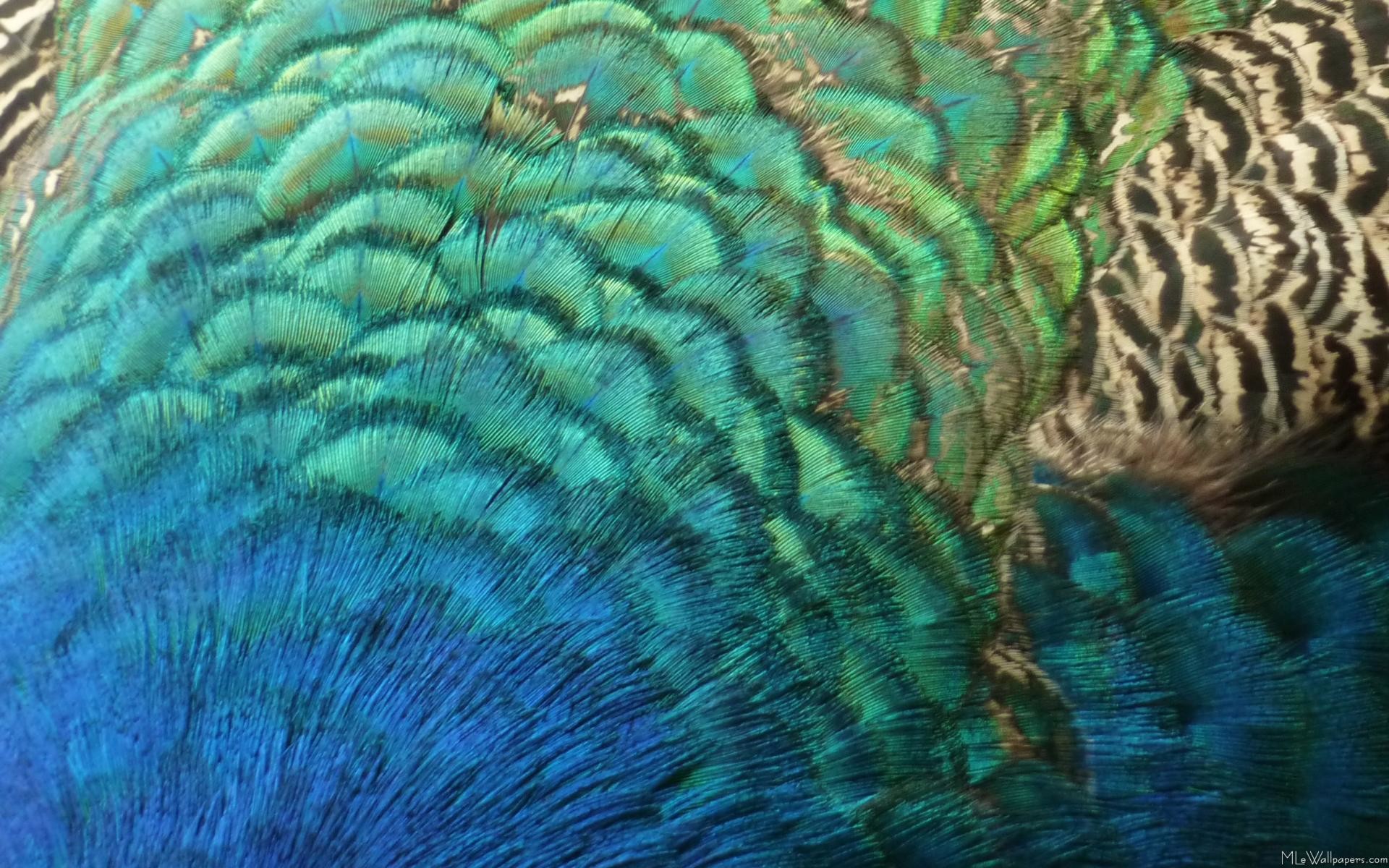 Wallpaper Sample A4 - Peacock Eye Feather , HD Wallpaper & Backgrounds