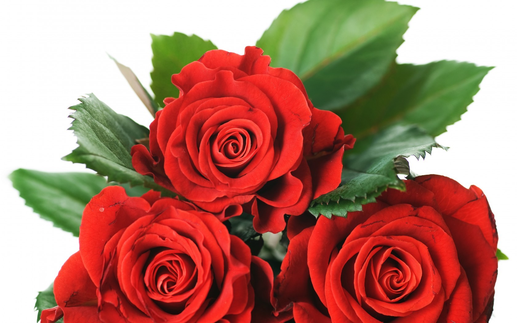 Valentine Red Special Roses Passion Love Amour Day - Rose Flower Images Downloading , HD Wallpaper & Backgrounds