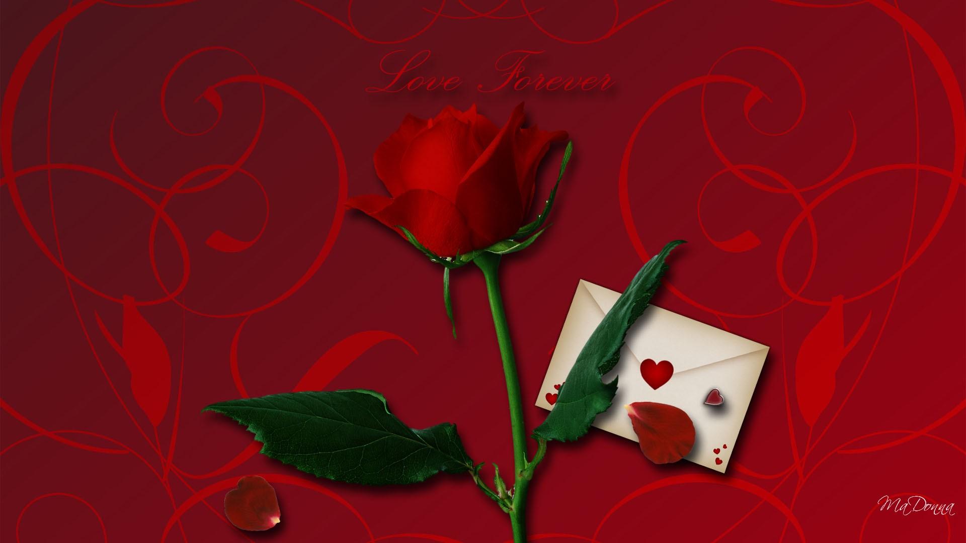 Love Forever - Garden Roses , HD Wallpaper & Backgrounds