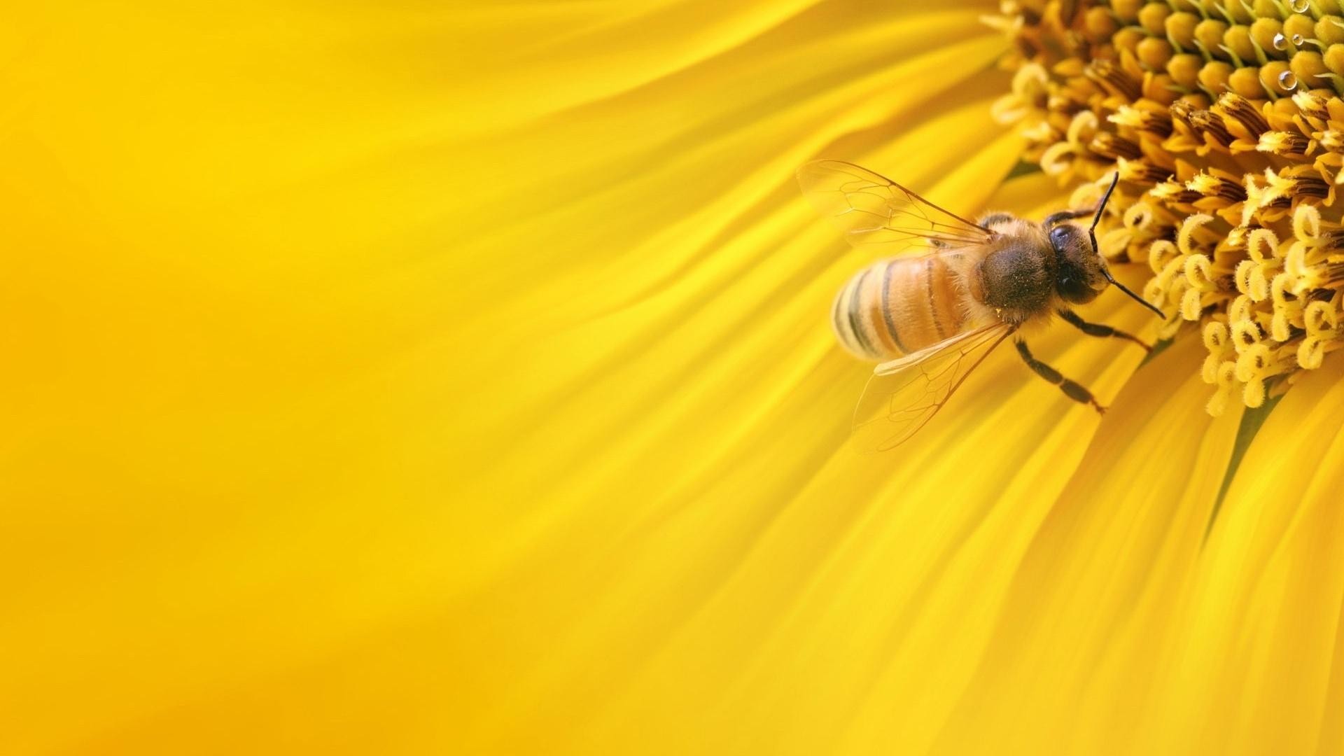 Bee Movie 4 Hd Wide Wallpaper For 4k Uhd Widescreen - Bee Honey Background , HD Wallpaper & Backgrounds