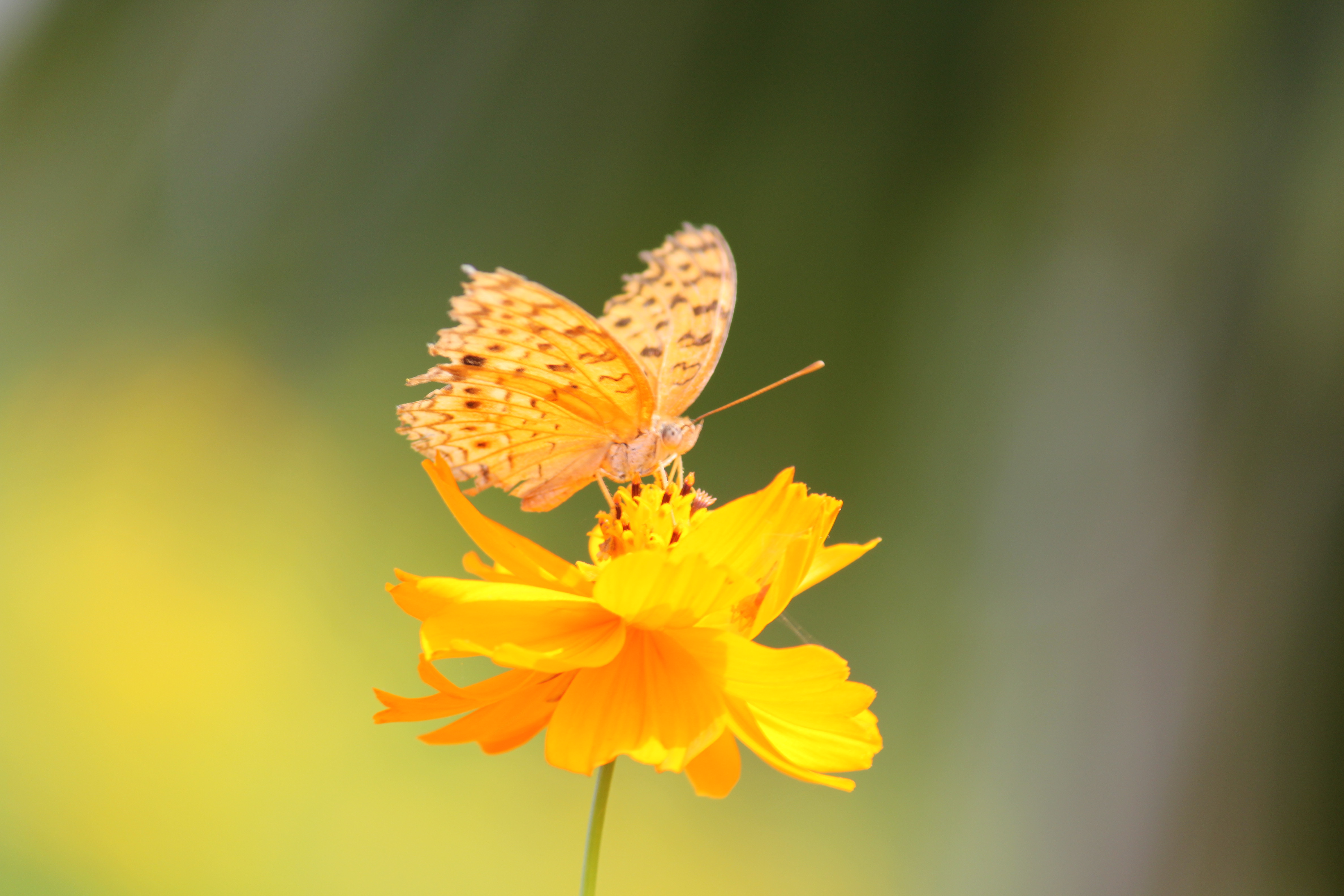 Yellow Butterfly Wallpaper - Story Of Butterfly In English , HD Wallpaper & Backgrounds