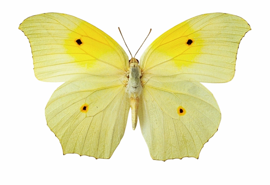 Yellow Butterfly Hd Wallpaper - Yellow Butterfly No Background , HD Wallpaper & Backgrounds