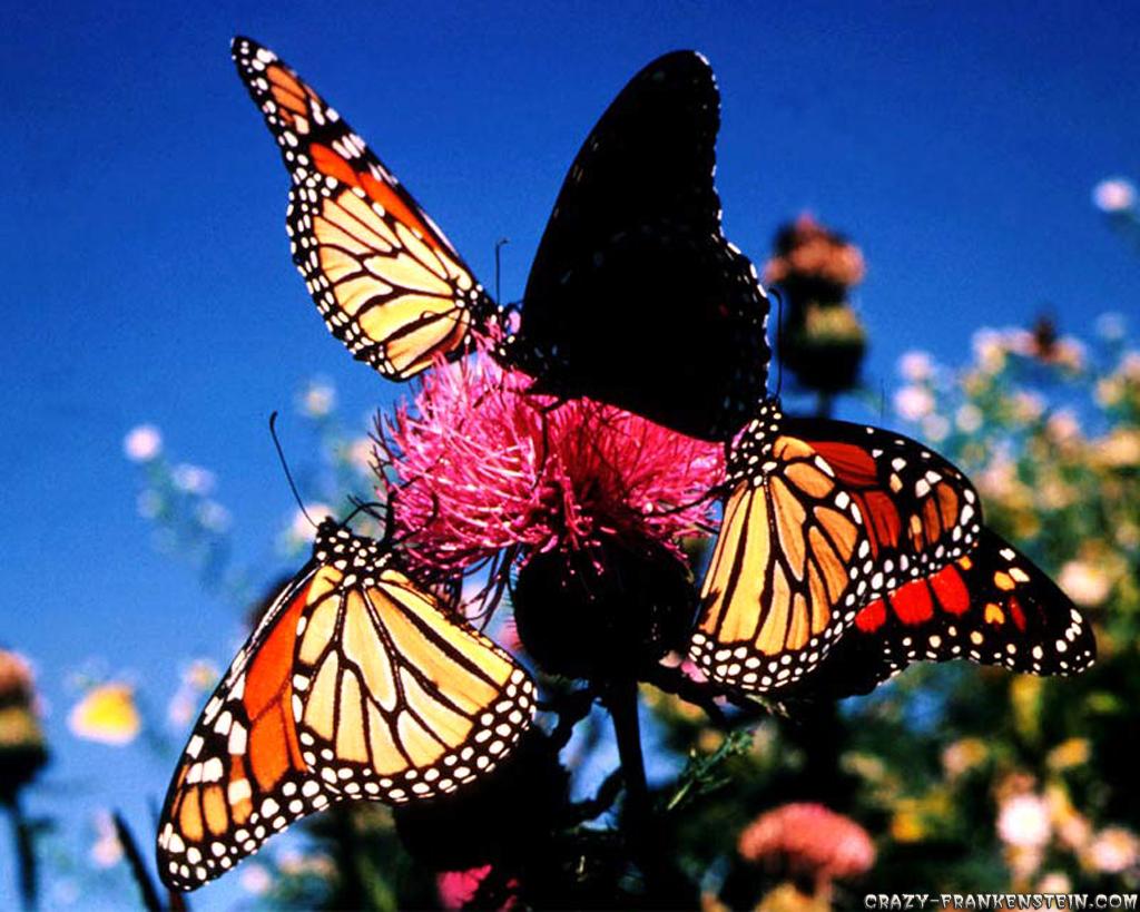 New Butterfly Wallpaper - Monarch Butterfly , HD Wallpaper & Backgrounds