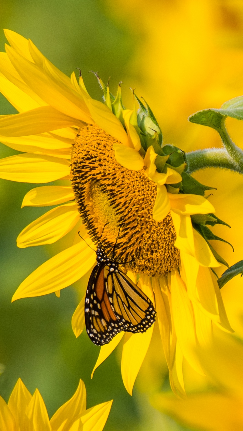 Sunflower, Butterfly, Yellow, Summer Wallpaper - Yellow Butterfly Wallpaper Iphone , HD Wallpaper & Backgrounds