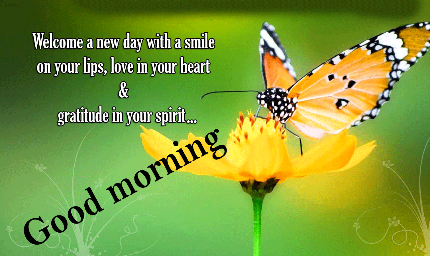 Good Morning Quotes With Butterfly Wallpaper Pictures - Monarch Butterfly , HD Wallpaper & Backgrounds