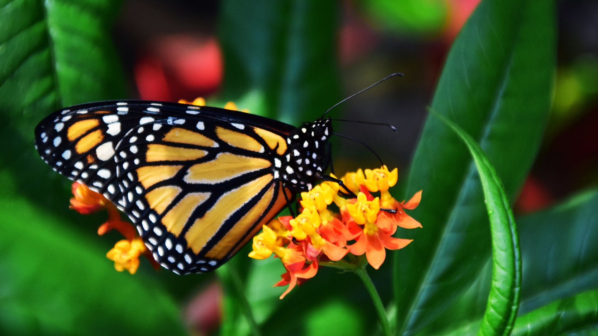 Black And Yellow Butterfly Flowers Leaves - Monarch Butterfly Color Palette , HD Wallpaper & Backgrounds