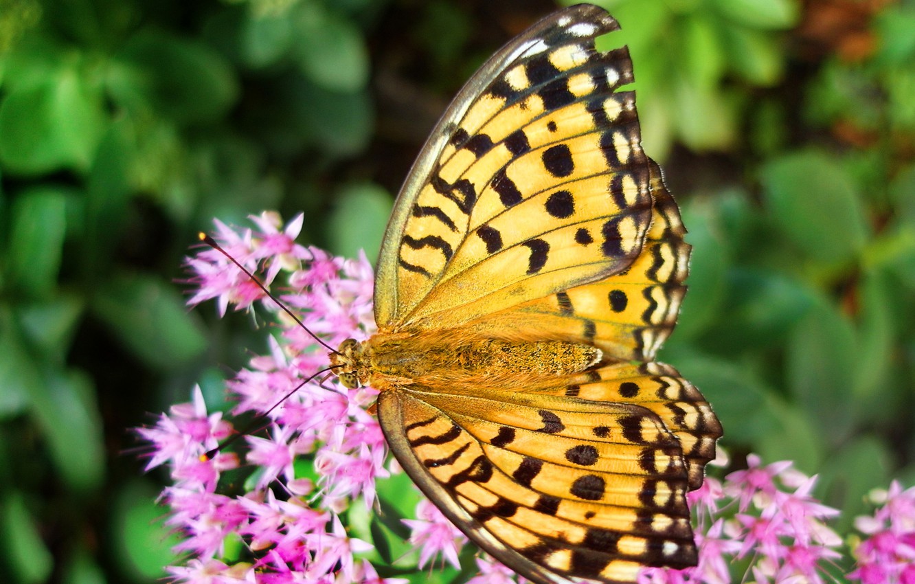 Photo Wallpaper Flower, Summer, Flowers, Butterfly, - Silver-washed Fritillary , HD Wallpaper & Backgrounds