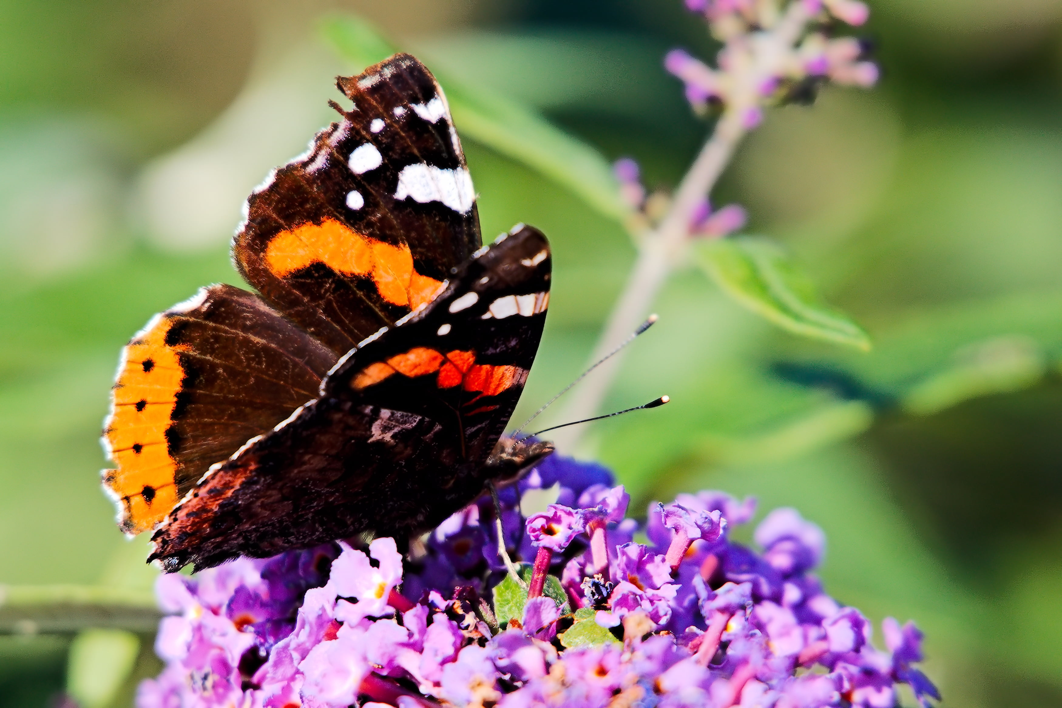 Brown And Yellow Butterfly On Purple Flower Hd Wallpaper - Vanessa Atalanta , HD Wallpaper & Backgrounds
