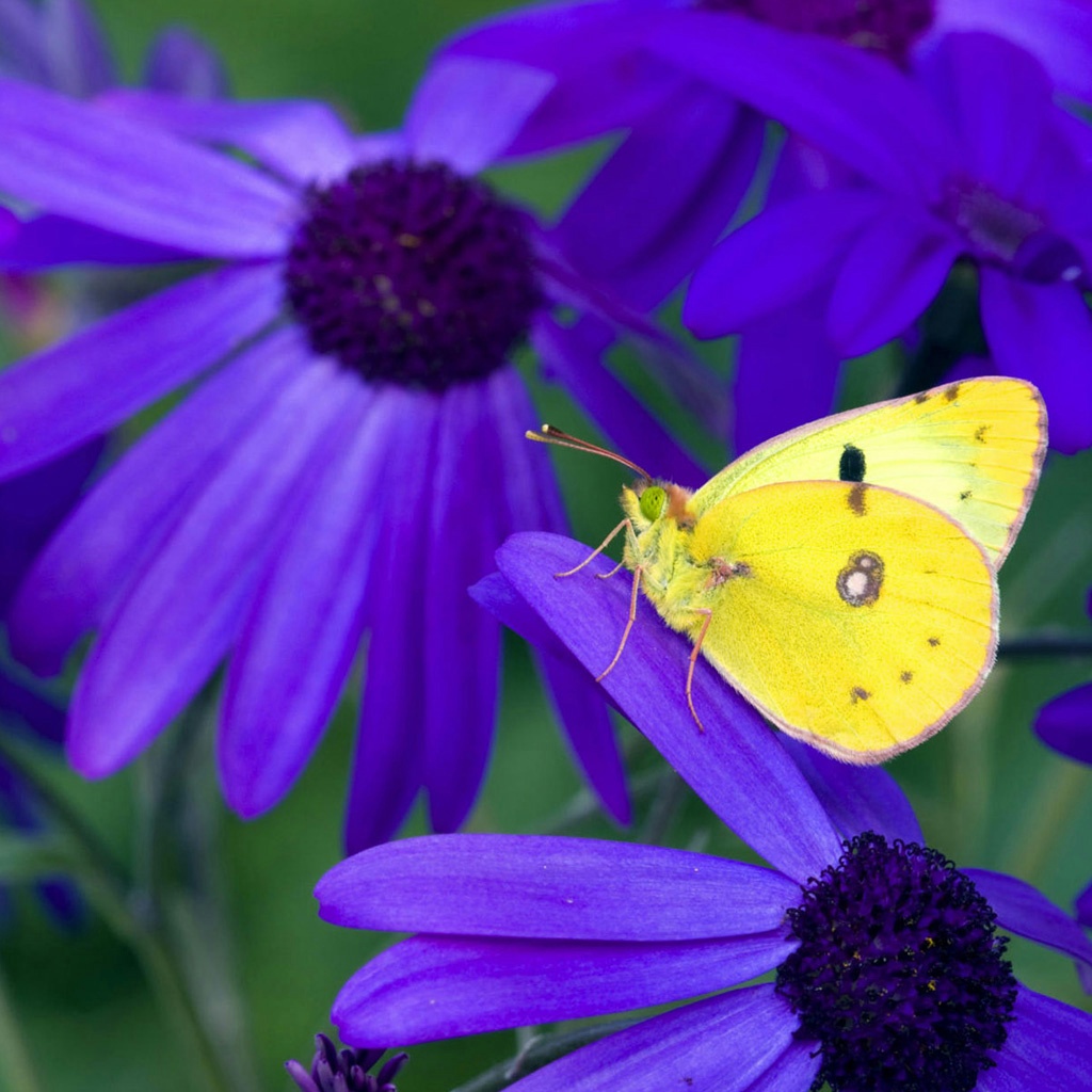 Yellow Butterfly Ipad Wallpaper - Yellow Butterfly On Purple Flower , HD Wallpaper & Backgrounds