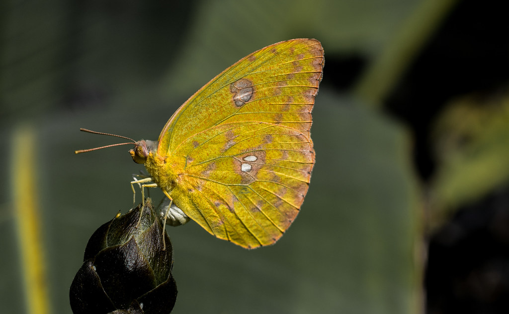 Clouded Yellow Butterfly Laying Larvae By Southern - Lycaenid , HD Wallpaper & Backgrounds