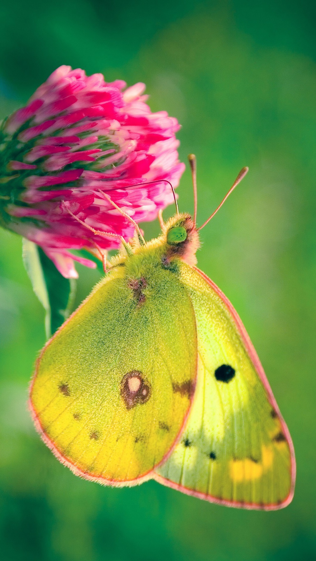 8 Plus - Yellow Butterfly Pink Flower , HD Wallpaper & Backgrounds