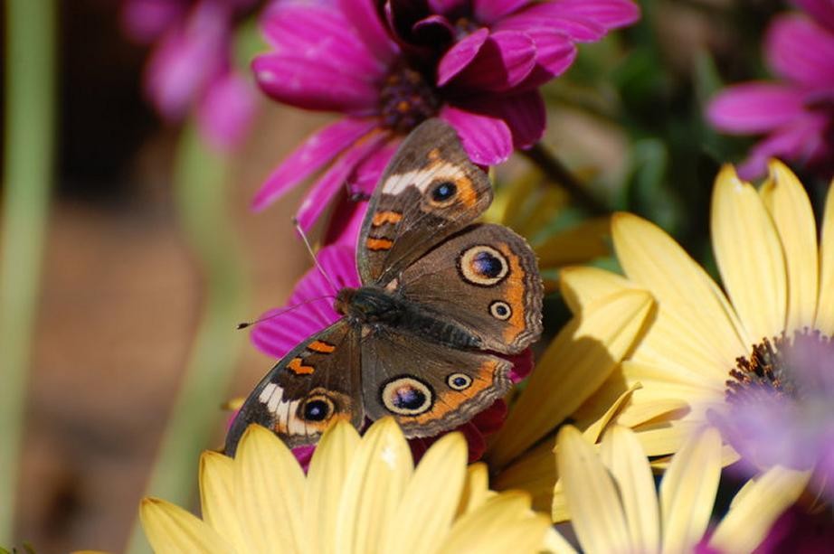 Yellow Flower Colorful Purple Butterfly Wallpaper Hd - Lasiommata , HD Wallpaper & Backgrounds