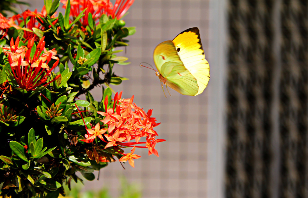 Yellow Butterfly Hovering Over Red Ixora - Yellow Butterfly In Garden , HD Wallpaper & Backgrounds