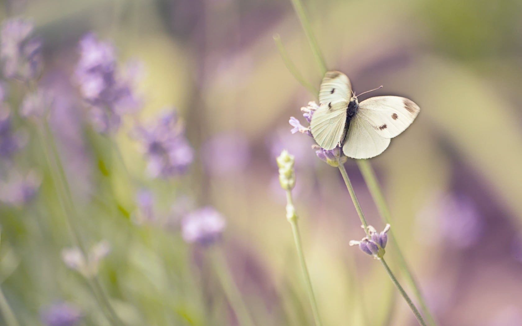 Cabbage White Butterfly Perched On Purple Flower In - White Butterfly On Flowers , HD Wallpaper & Backgrounds