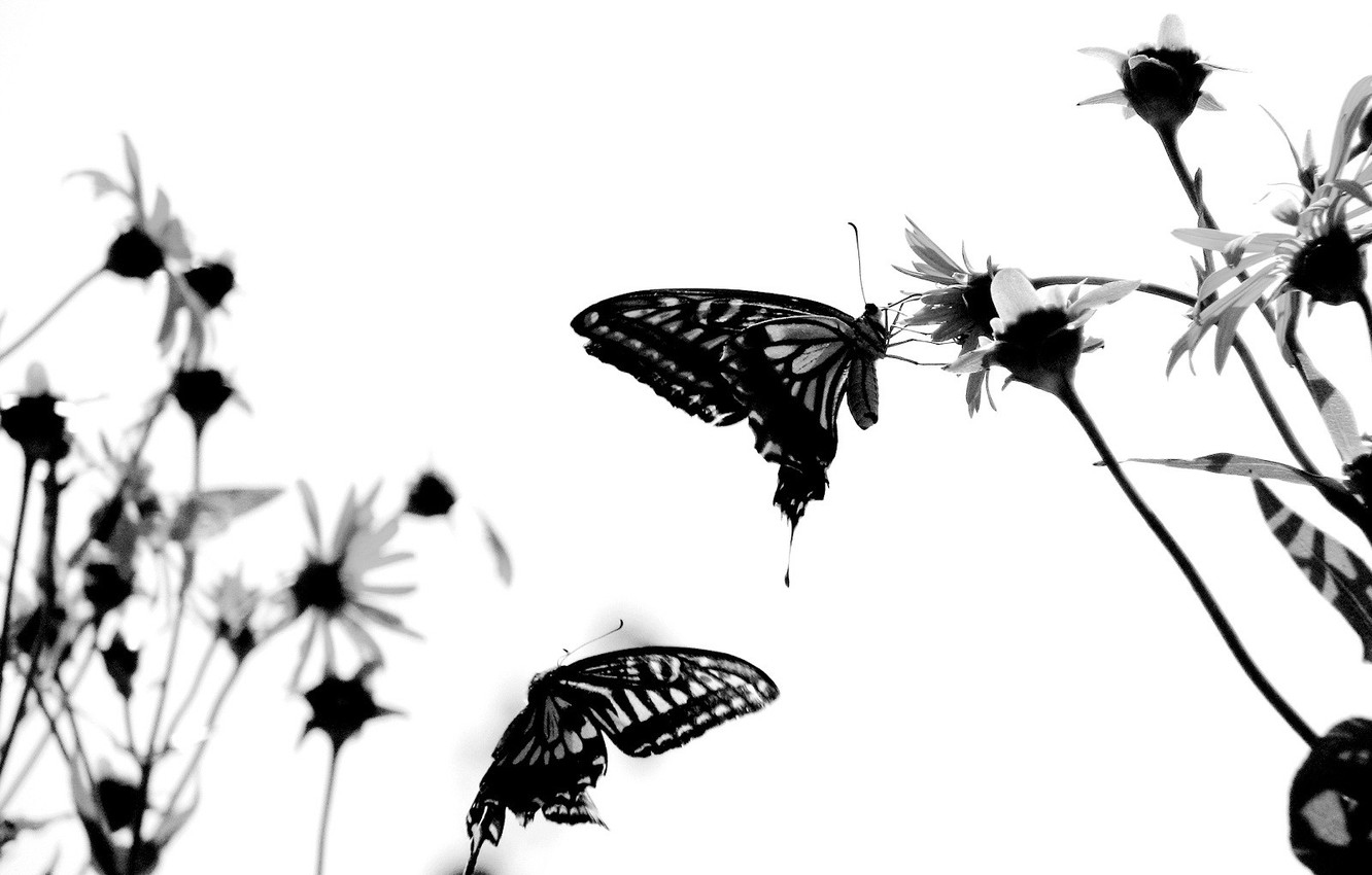 Photo Wallpaper White, Butterfly, Attitude - Butterflies Black And White , HD Wallpaper & Backgrounds