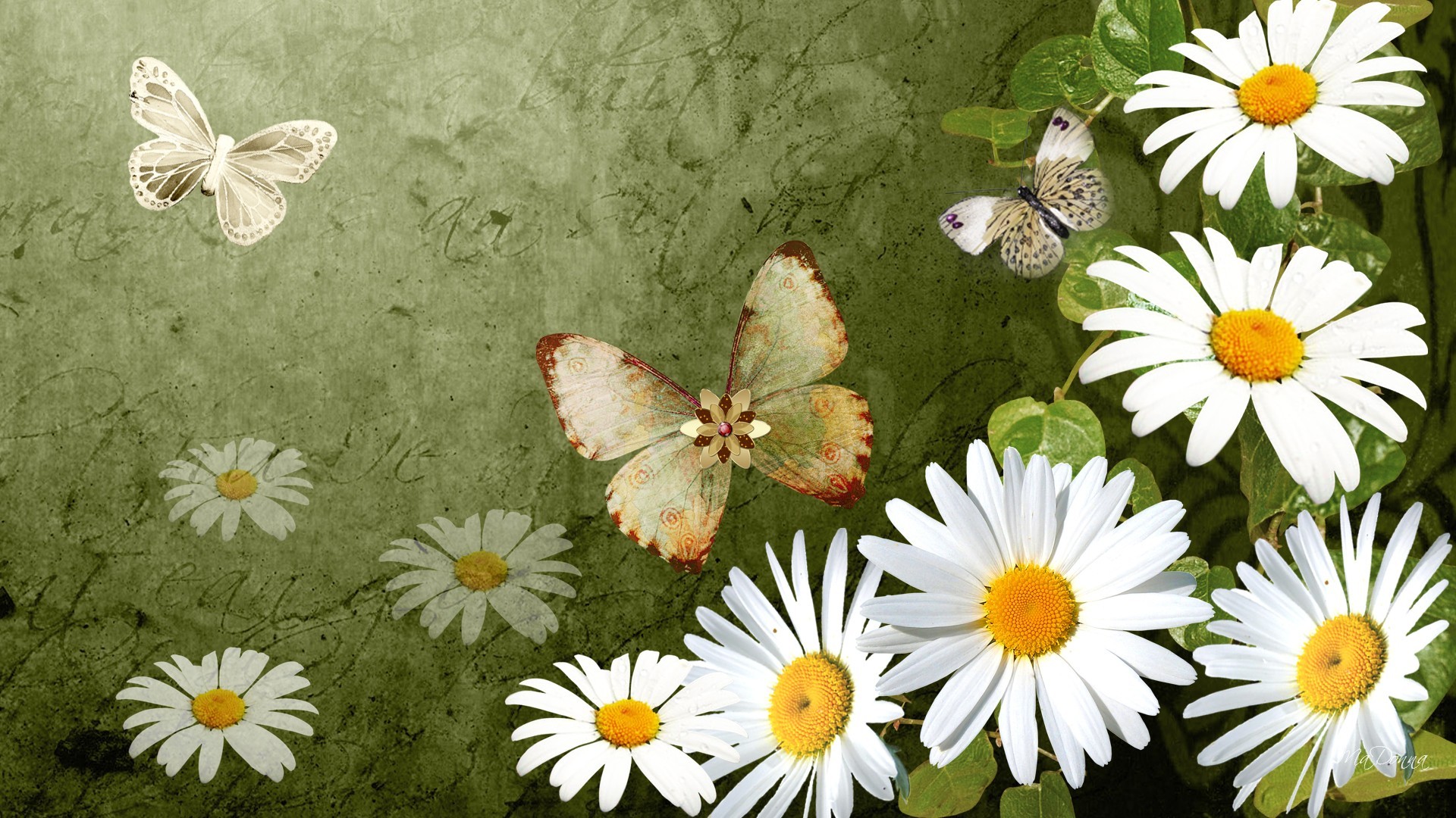 Chamomile Flowers Daisies Wild Butterfly Fleurs Fresh - Wallpaper , HD Wallpaper & Backgrounds