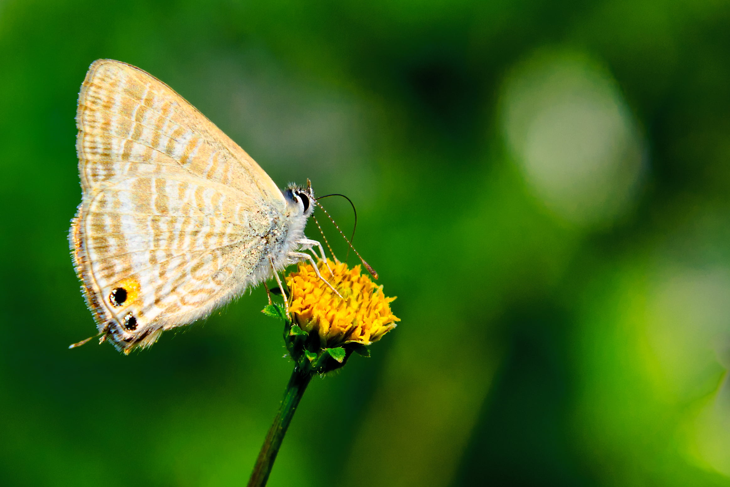 Yellow And White Butterfly On Yellow Flower, Long-tailed - Long-tailed Blue , HD Wallpaper & Backgrounds