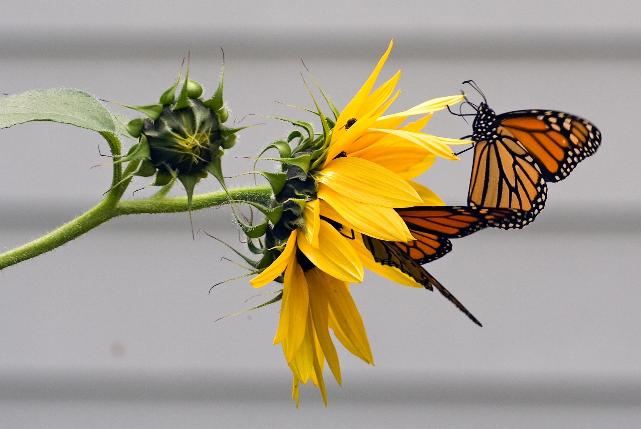 Butterflies Two Tea Orange Sunflower Nature Butterfly - Real Life Cute Butterfly , HD Wallpaper & Backgrounds