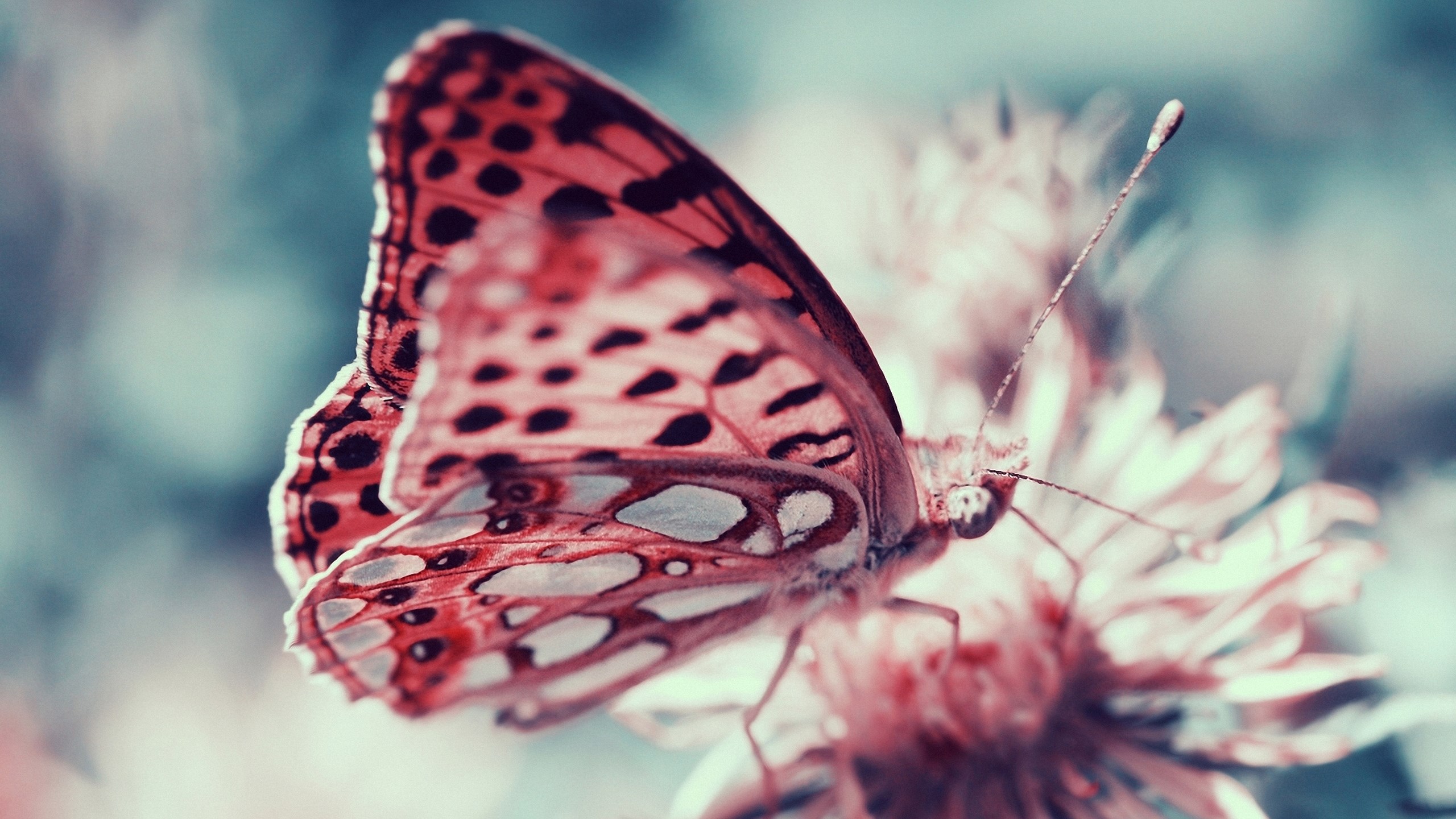 Pink And White Butterfly Wallpaper - Woh Allah Hi To Hai , HD Wallpaper & Backgrounds