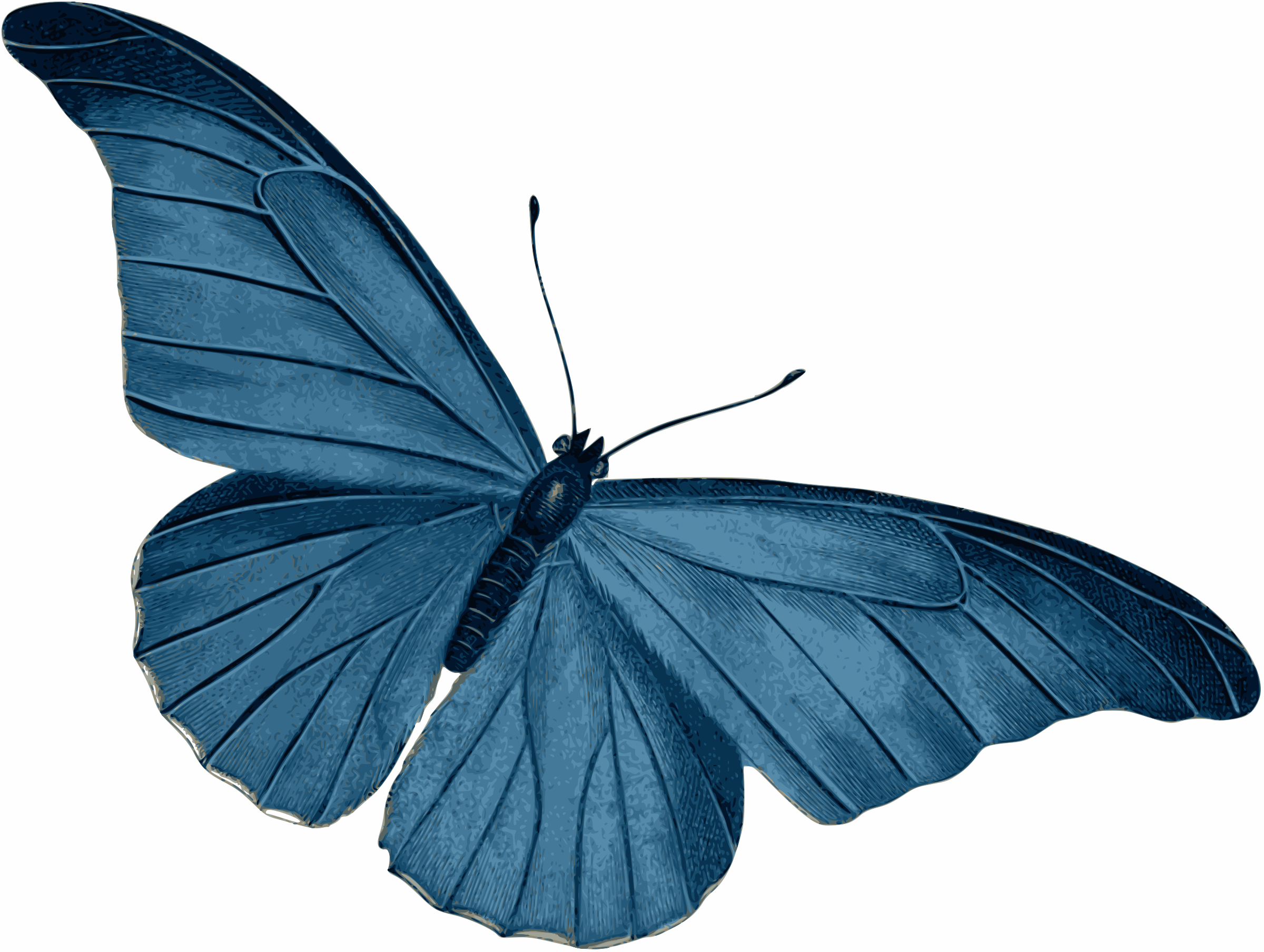 Blue Butterfly - Blue Butterfly Vector , HD Wallpaper & Backgrounds