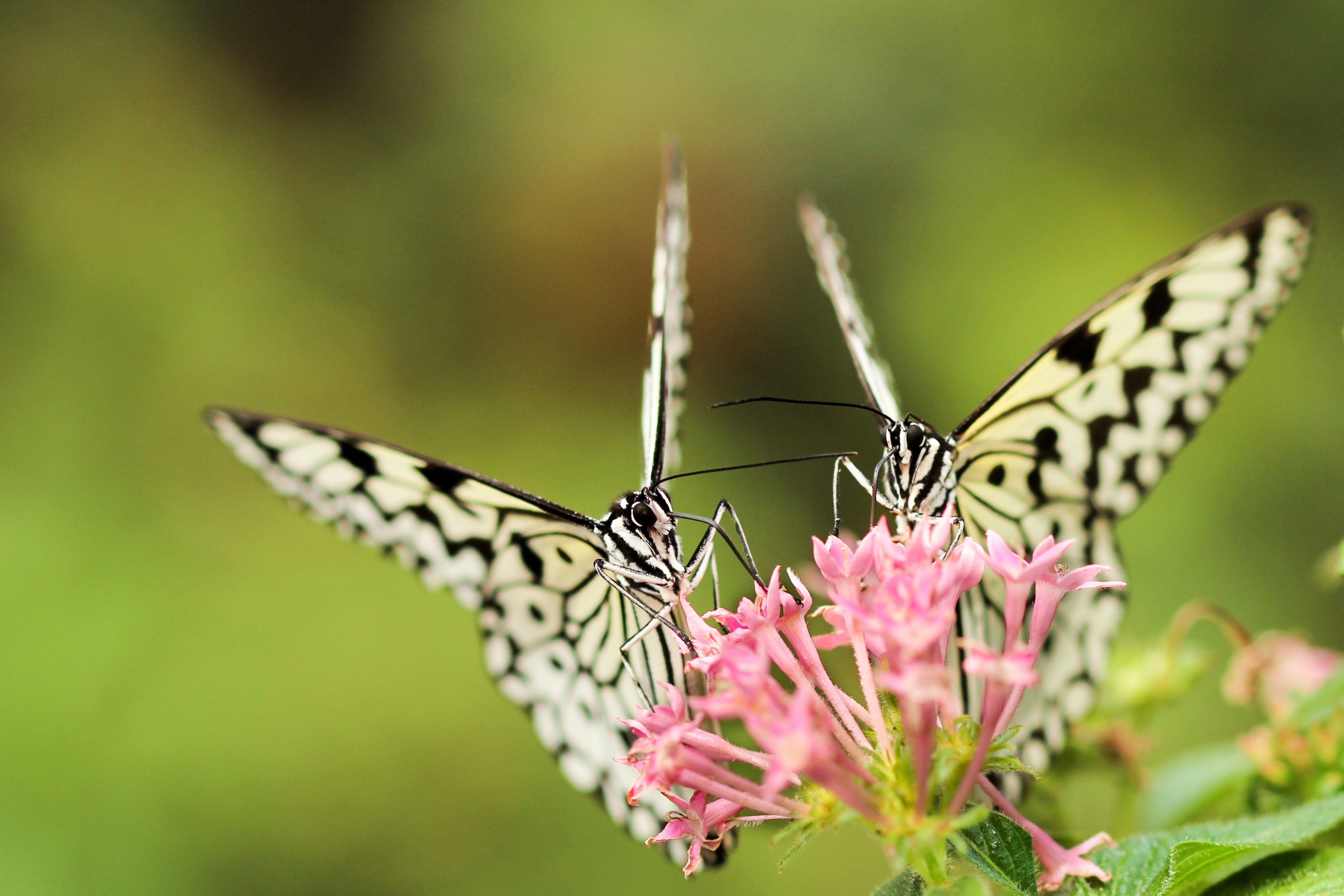 #3840x2560 Two Black And White Butterflies On Pink - Hug Day Images With Good Morning 2019 , HD Wallpaper & Backgrounds