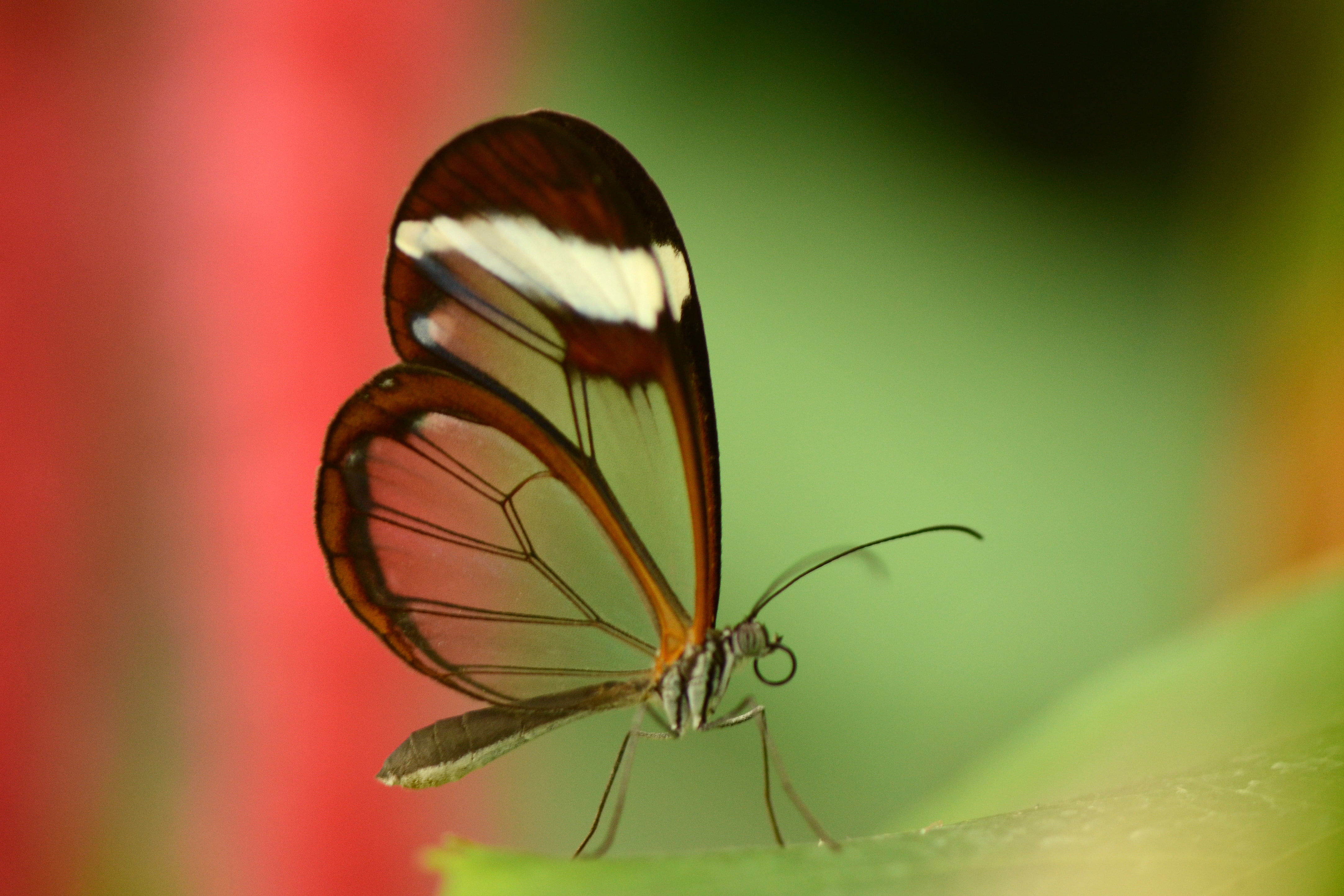 Tilt Shift Photography Brown And White Butterfly Hd - Brush-footed Butterfly , HD Wallpaper & Backgrounds