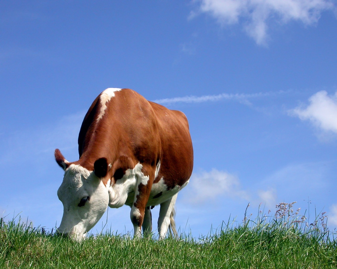 living nature cow