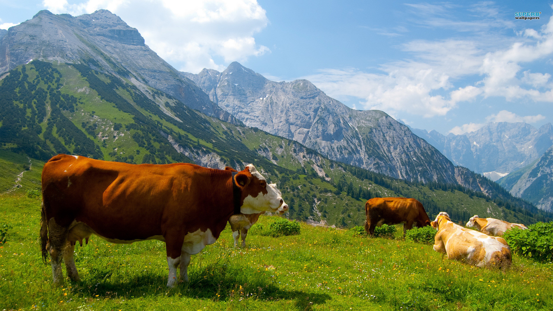 Cows In Austrian Alps , HD Wallpaper & Backgrounds
