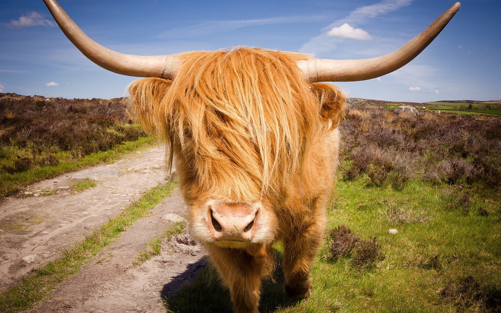 Highland Cow Hd , HD Wallpaper & Backgrounds