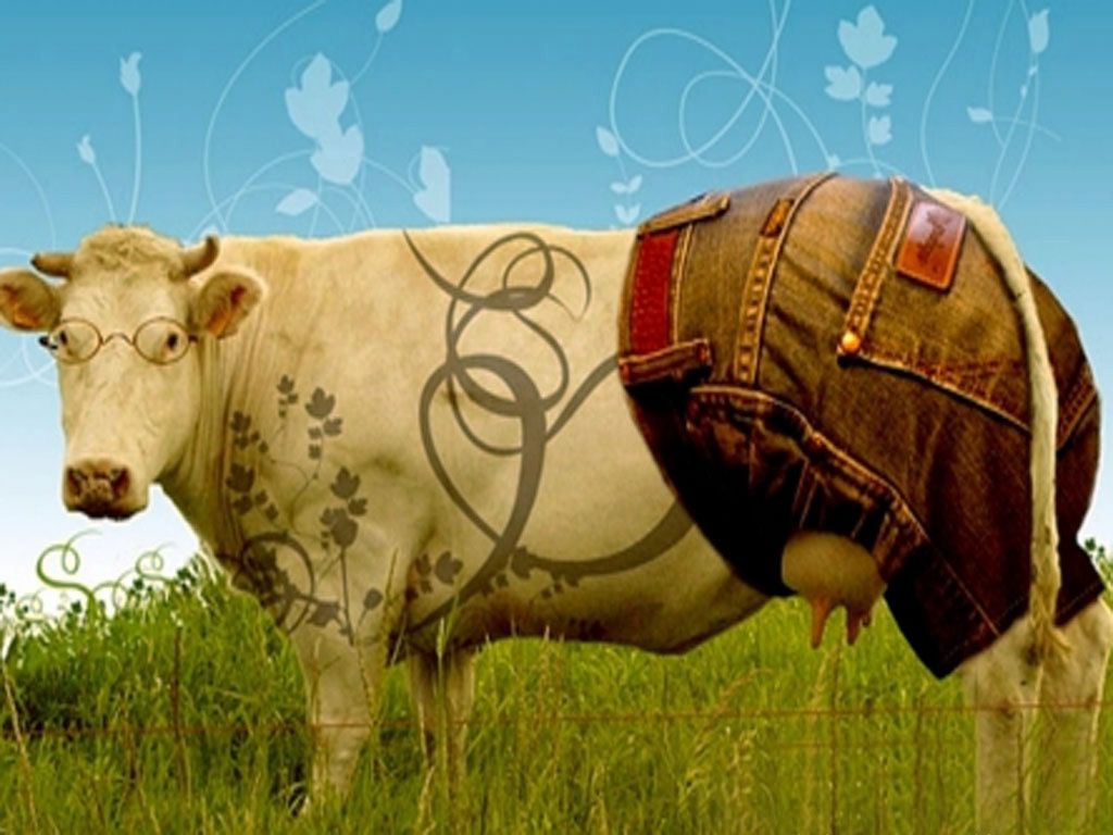 Funny Cow Wallpapers , HD Wallpaper & Backgrounds