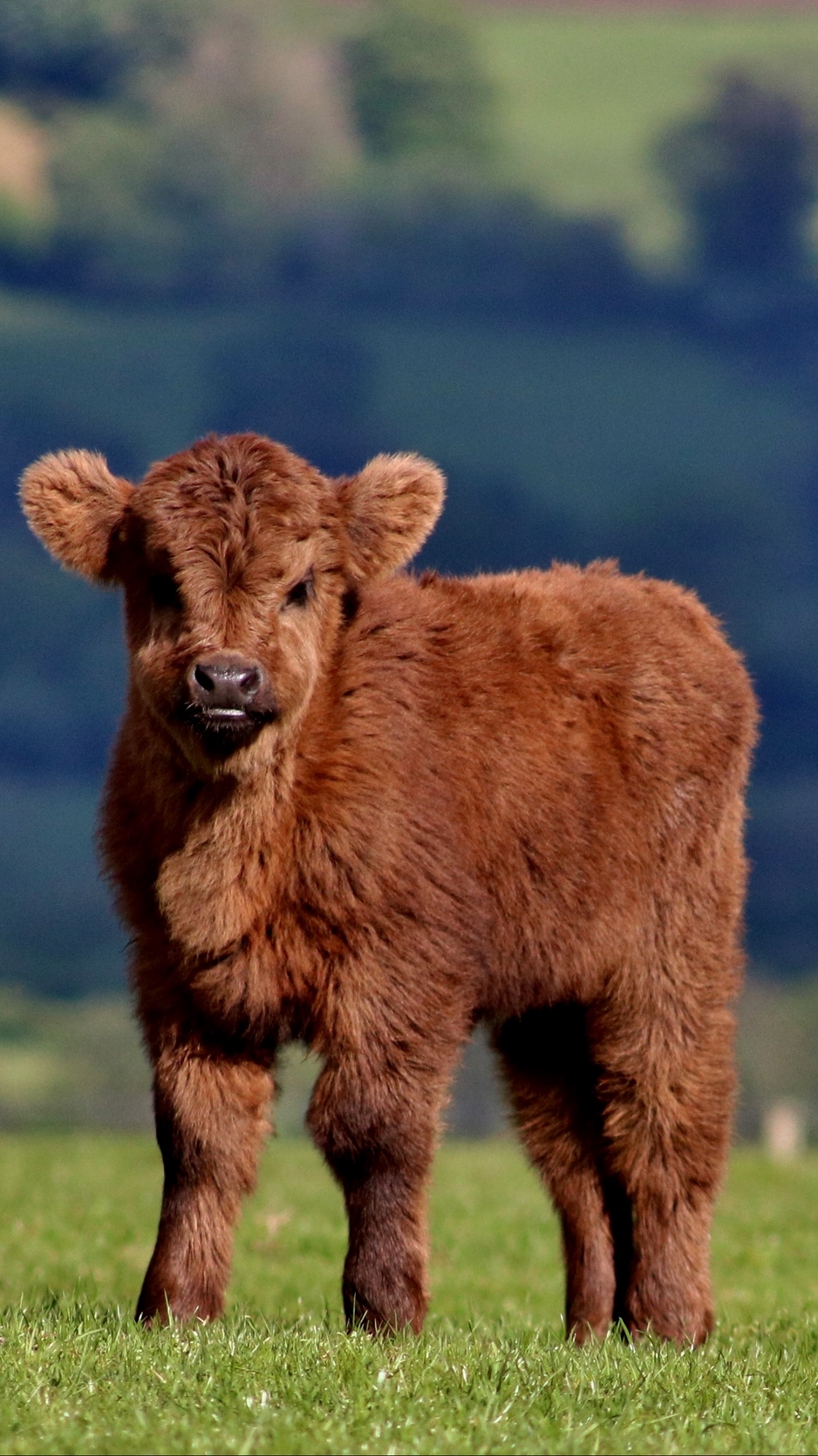 Wallpaper Calf, Cow, Fluffy, Grass - Cute Cow Iphone Background , HD Wallpaper & Backgrounds