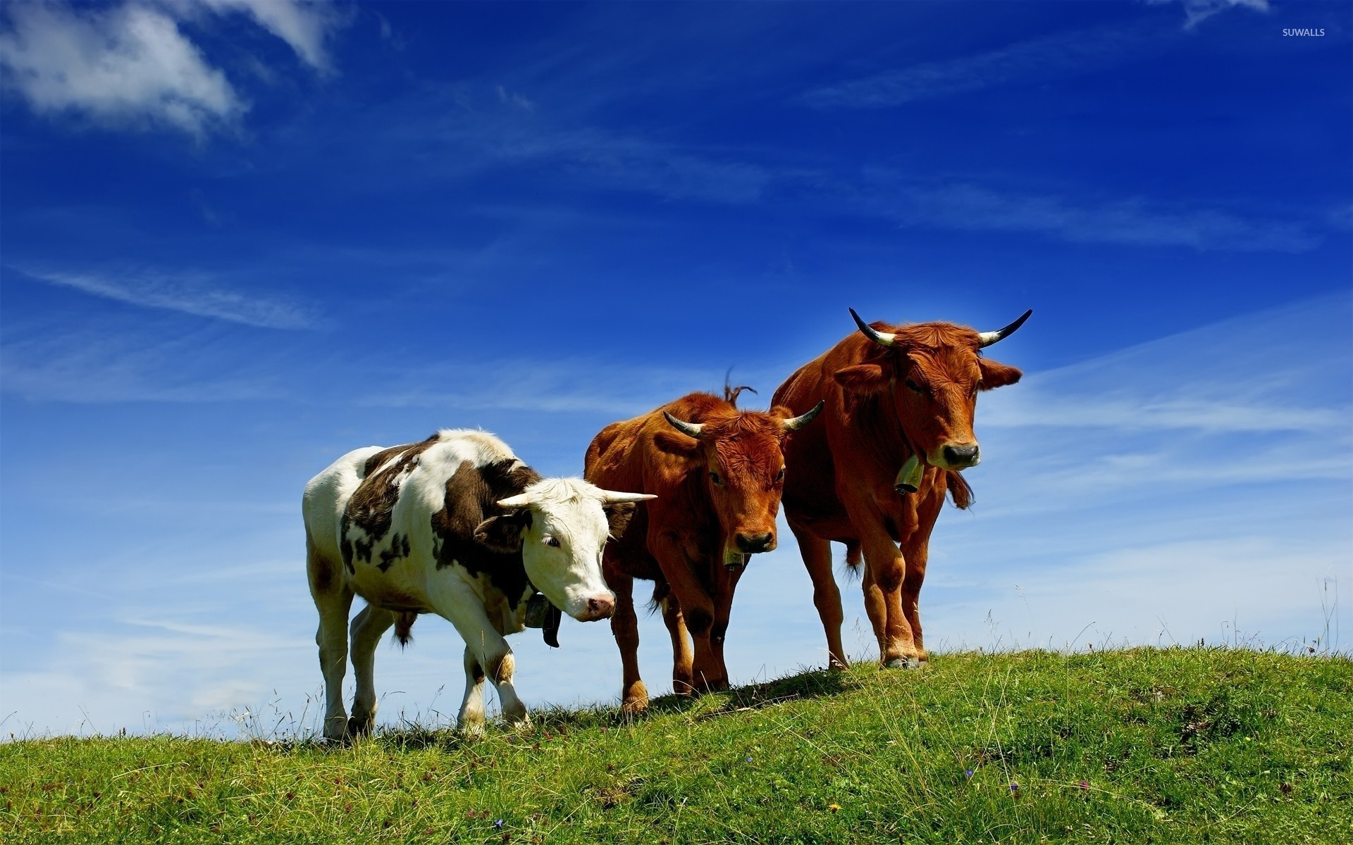 Cows Wallpaper - Cow Grazing Background , HD Wallpaper & Backgrounds