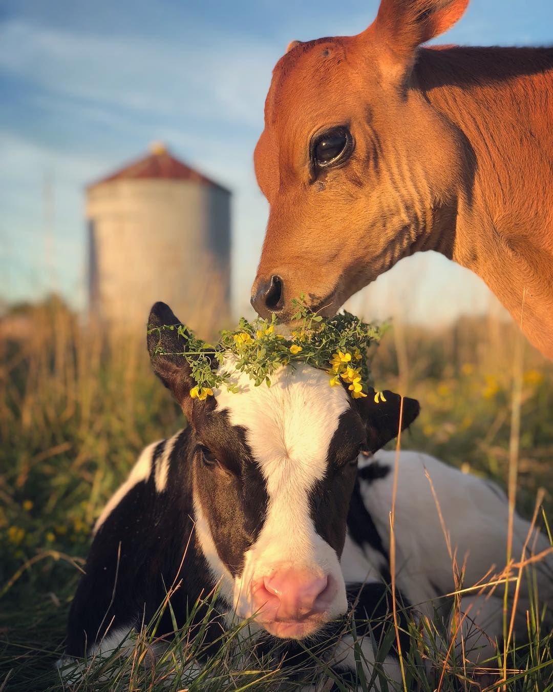 Steer Cow, Animal Wallpaper, Cow Wallpaper, Farm Animals, - Baby Cows And Sunflowers , HD Wallpaper & Backgrounds