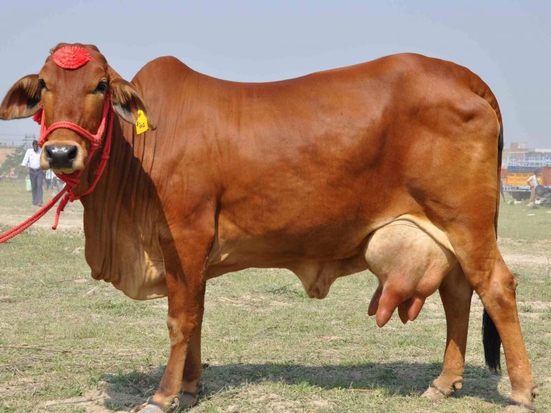 Indian Cow Wallpaper Gallery - Sahiwal Cow , HD Wallpaper & Backgrounds
