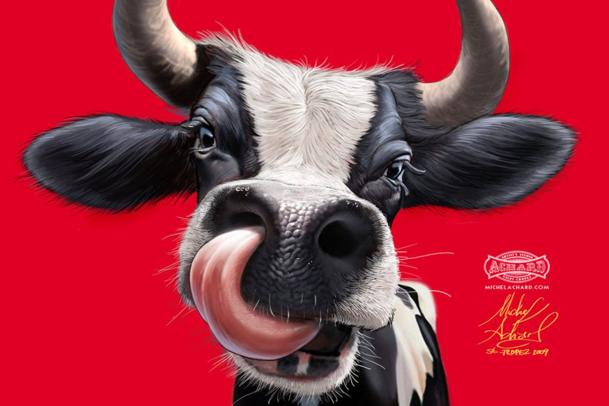 Funny Cow Wallpaper - English Eid Ul Adha Mubarak , HD Wallpaper & Backgrounds