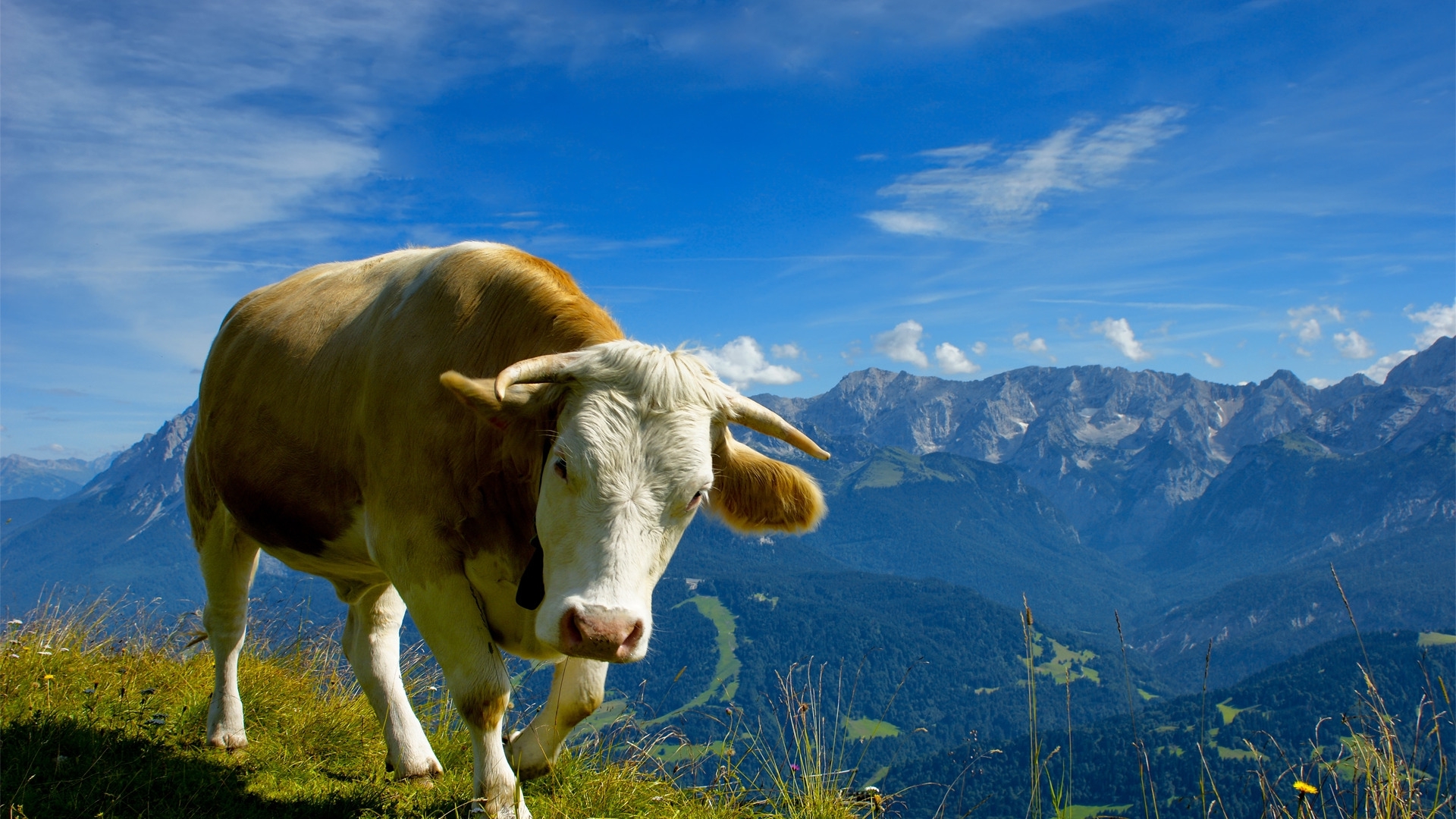 Cow Widescreen Background Cute Cow Wallpaper - Корова Обои На Рабочий Стол , HD Wallpaper & Backgrounds