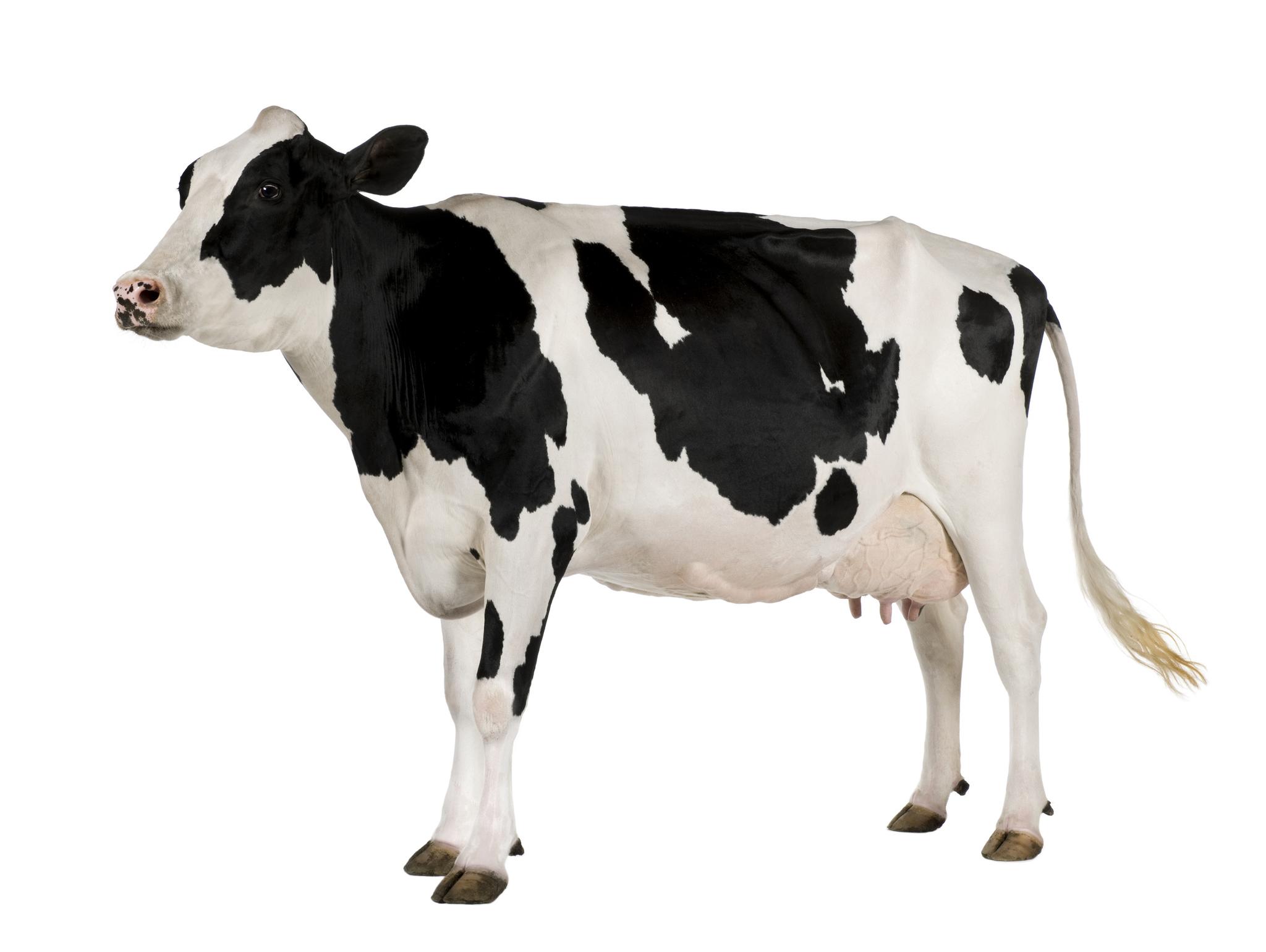 Cow White Background Hd Images - Cow With White Background , HD Wallpaper & Backgrounds