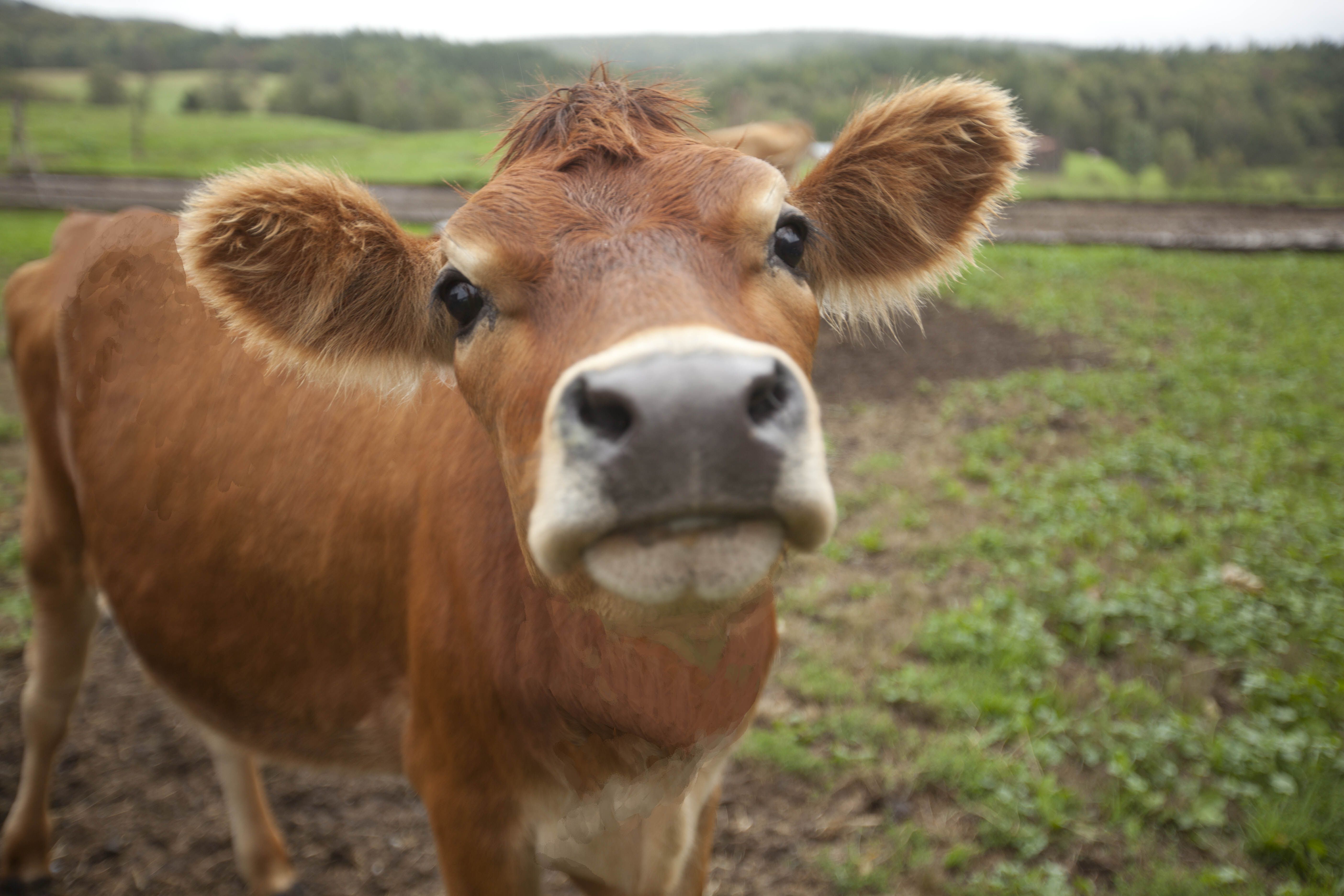 Jersey Cow Face , HD Wallpaper & Backgrounds