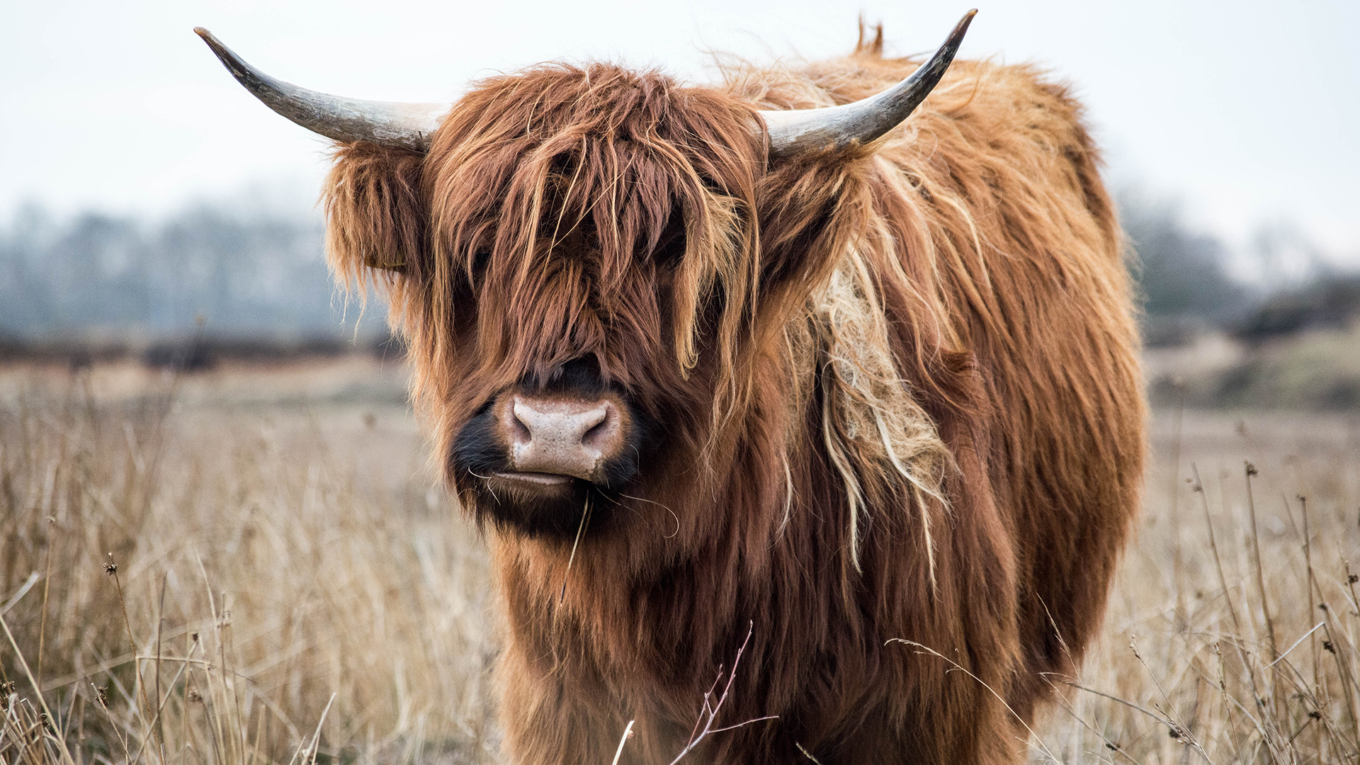 Highland Cattle Wallpaper And Background Jpg 747 Kb - Highland Cow , HD Wallpaper & Backgrounds