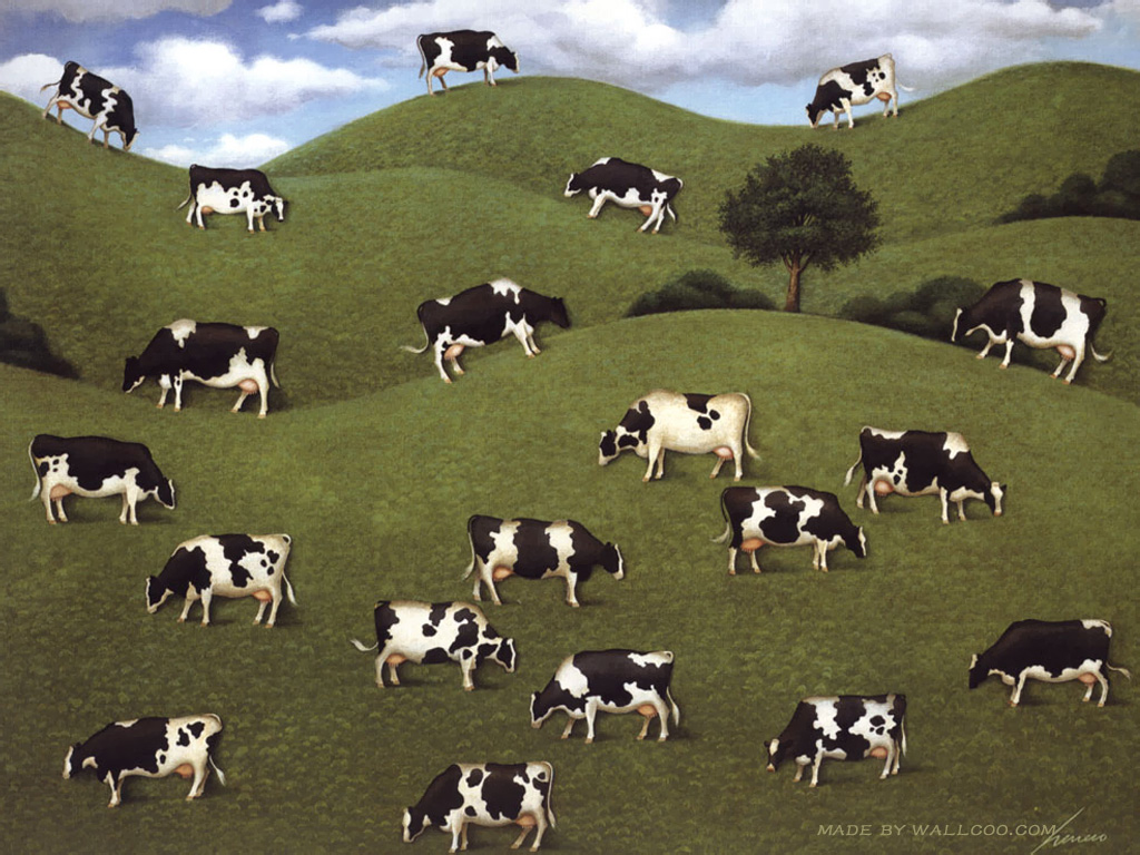 Cute Cows Cow Funny Farm Girl Cattle Wallpaper Farming - Cows Cows Cows , HD Wallpaper & Backgrounds