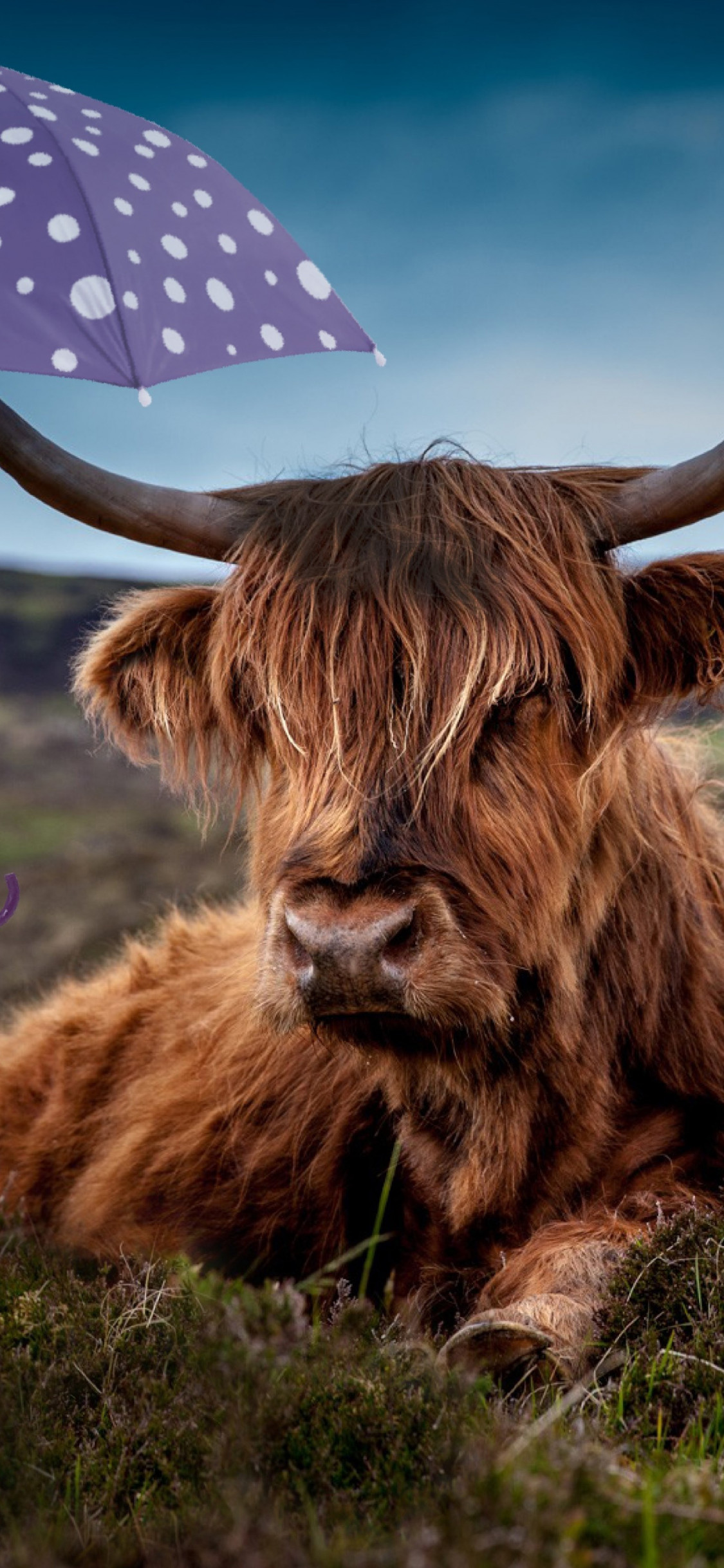 Child With The Umbrella And The Funny Cow - Highland Cow Art , HD Wallpaper & Backgrounds