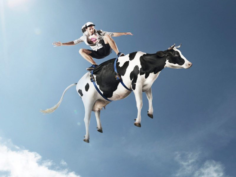 Flying Cow Images For Desktop And Wallpaper - Animated Funny Happy Birthday To My Brother , HD Wallpaper & Backgrounds