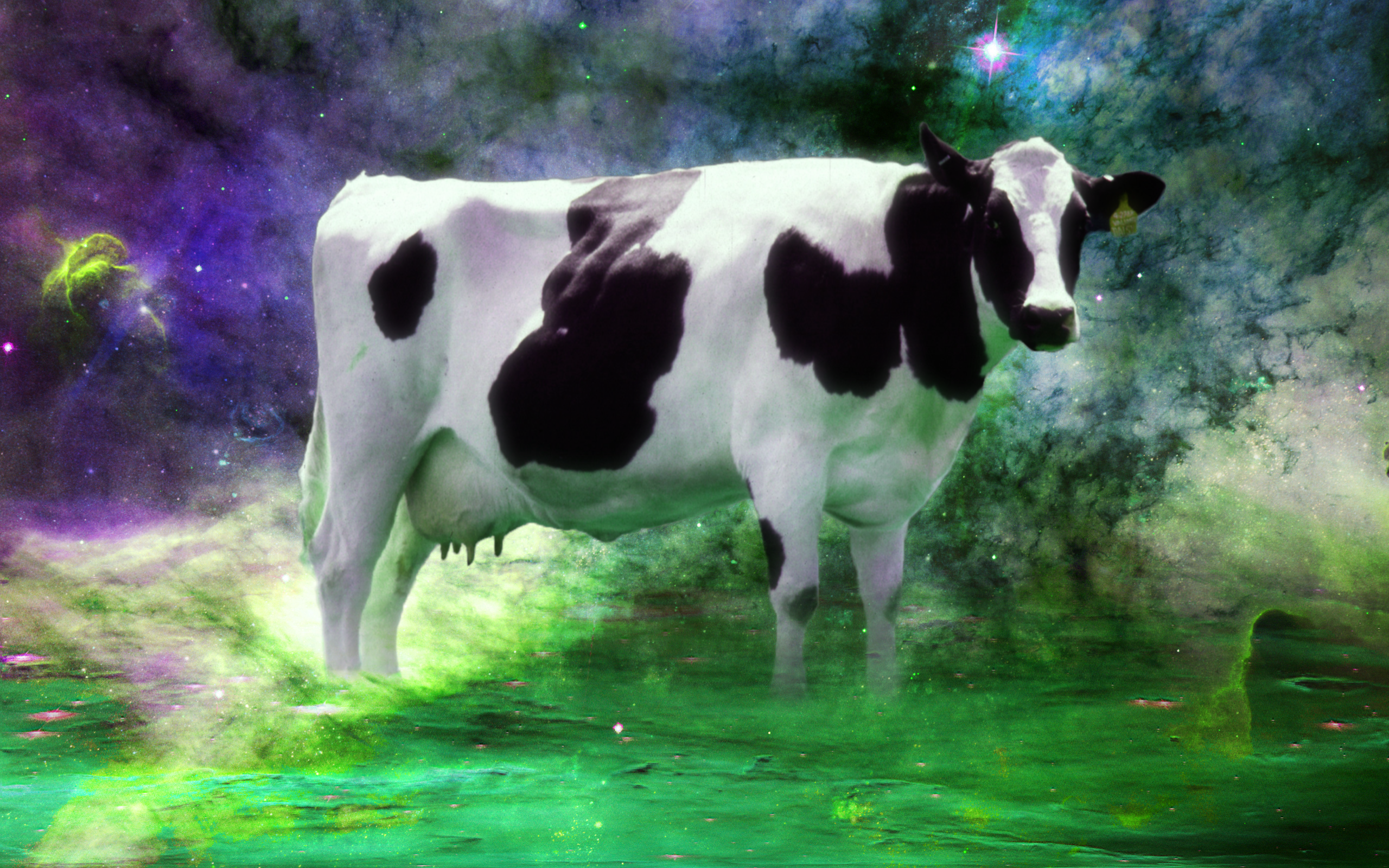 Real Cows , HD Wallpaper & Backgrounds