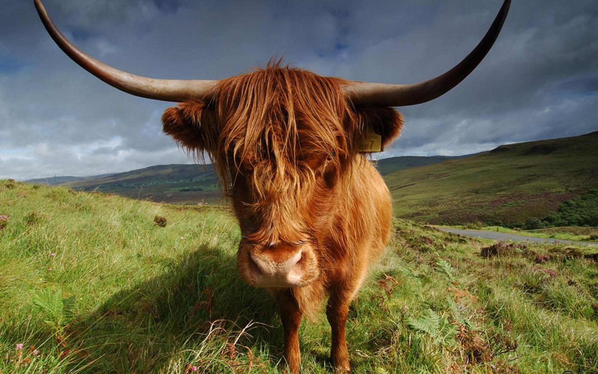 Cattle Wallpaper (#2184887) - HD Wallpaper & Backgrounds Download