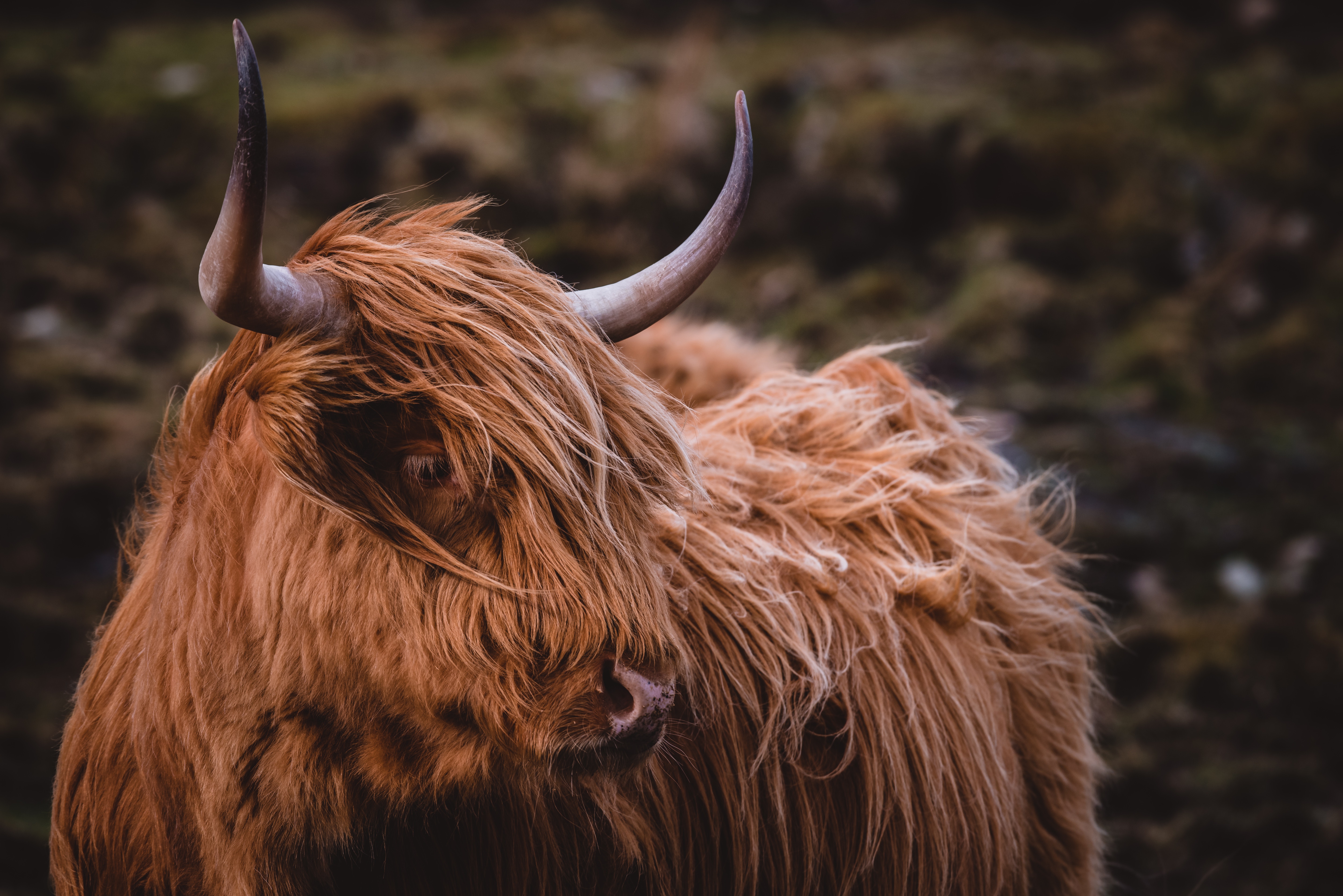Highland Cattle , HD Wallpaper & Backgrounds
