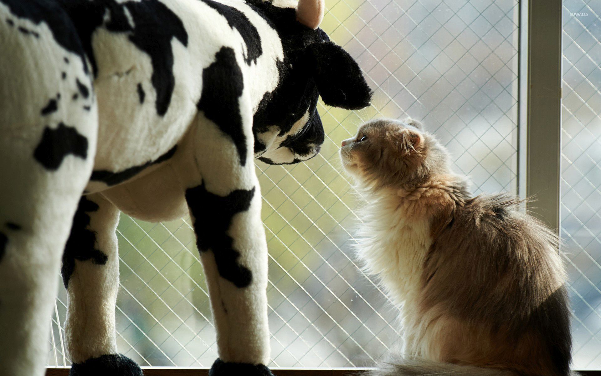 Cat Gazing At A Toy Cow Wallpaper - Cow And Cat , HD Wallpaper & Backgrounds