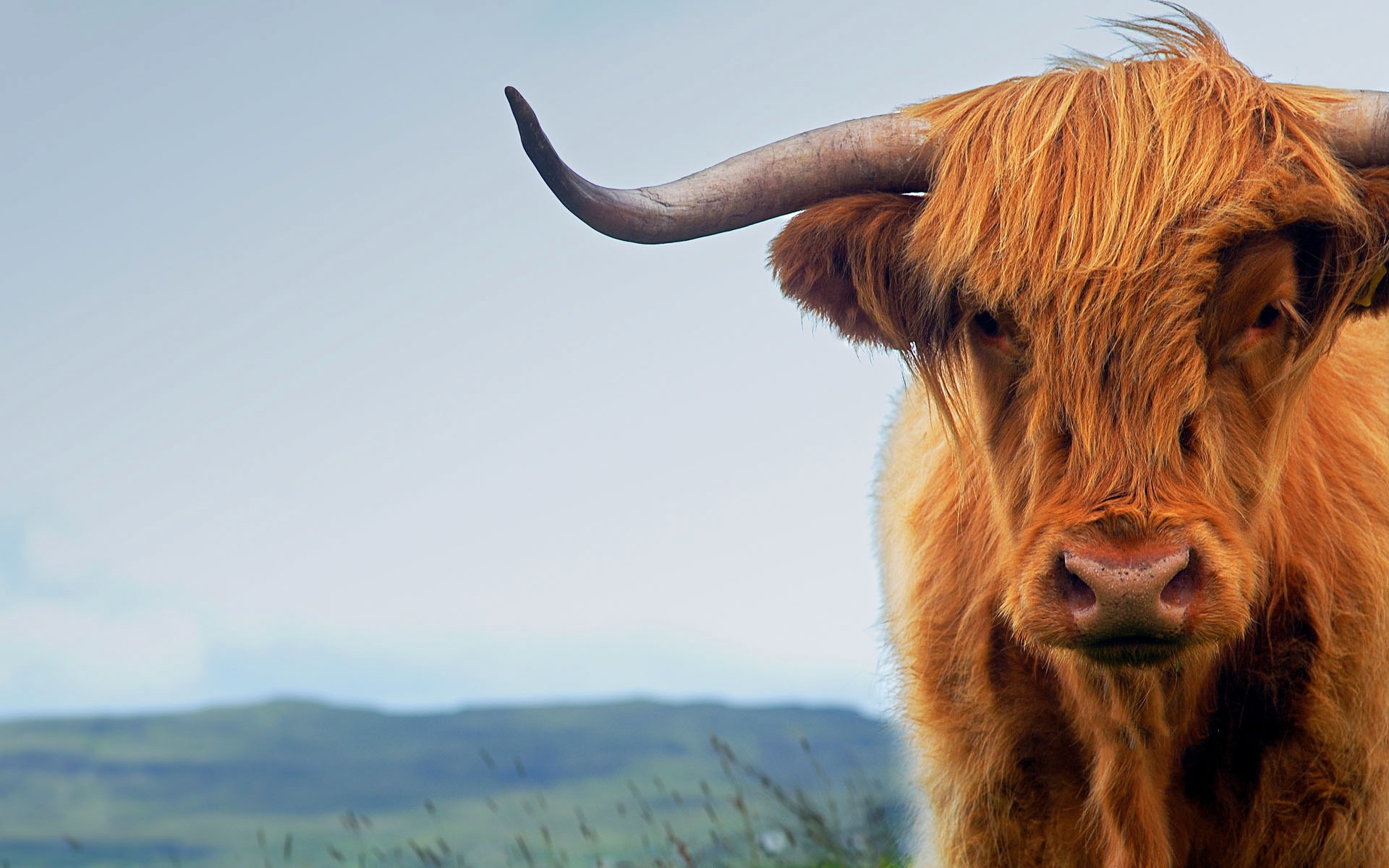 Highland Cattle Hd Wallpaper - Highland Cow Desktop , HD Wallpaper & Backgrounds